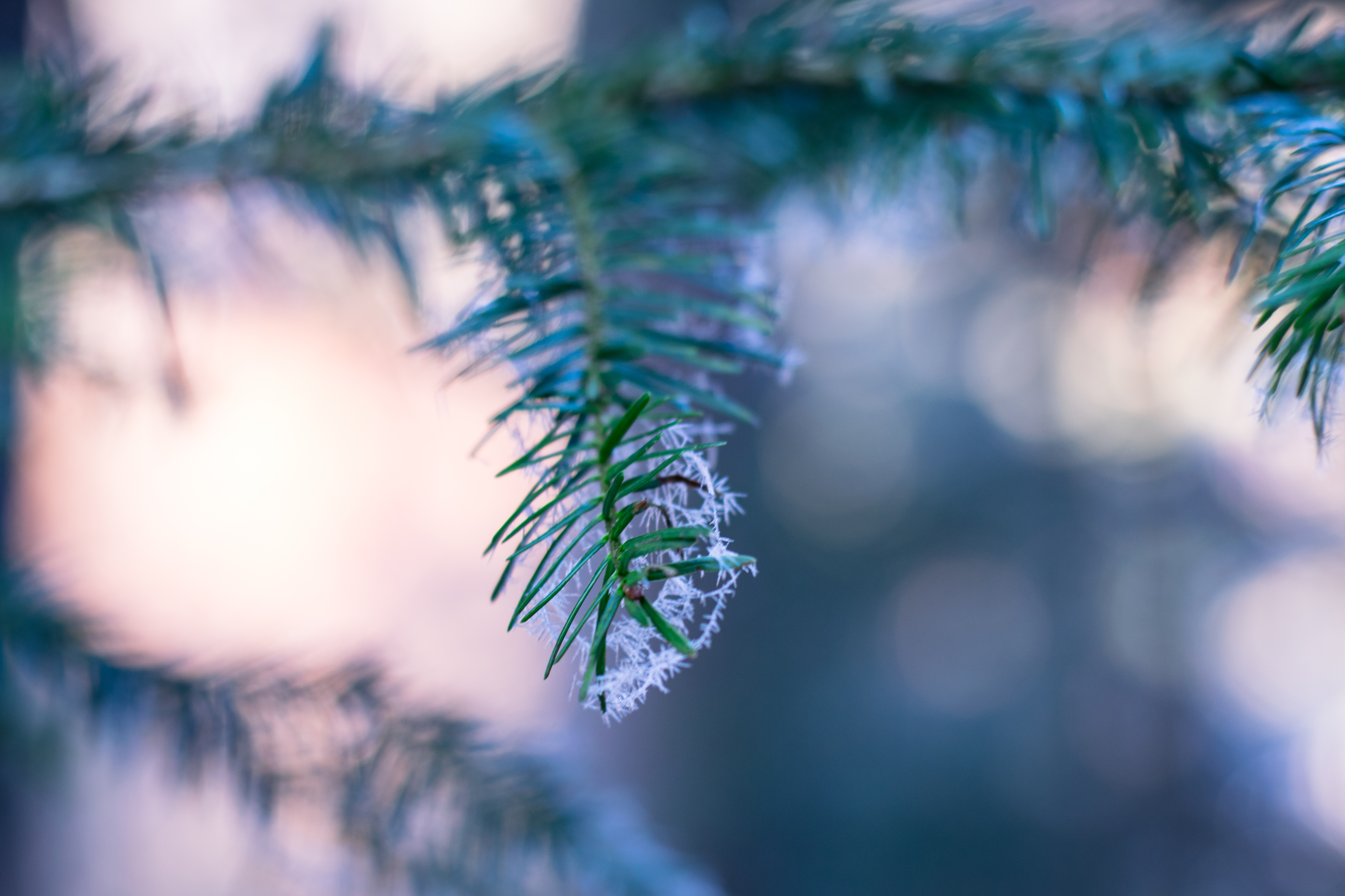 Download mobile wallpaper Fir, Frost, Branch, Spruce, Hoarfrost, Macro, Smooth, Blur for free.