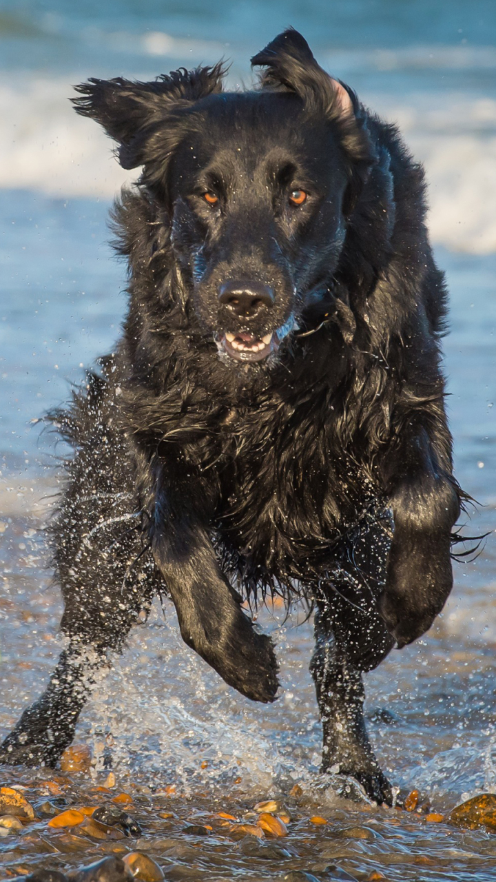 Handy-Wallpaper Hunde, Hund, Tiere kostenlos herunterladen.