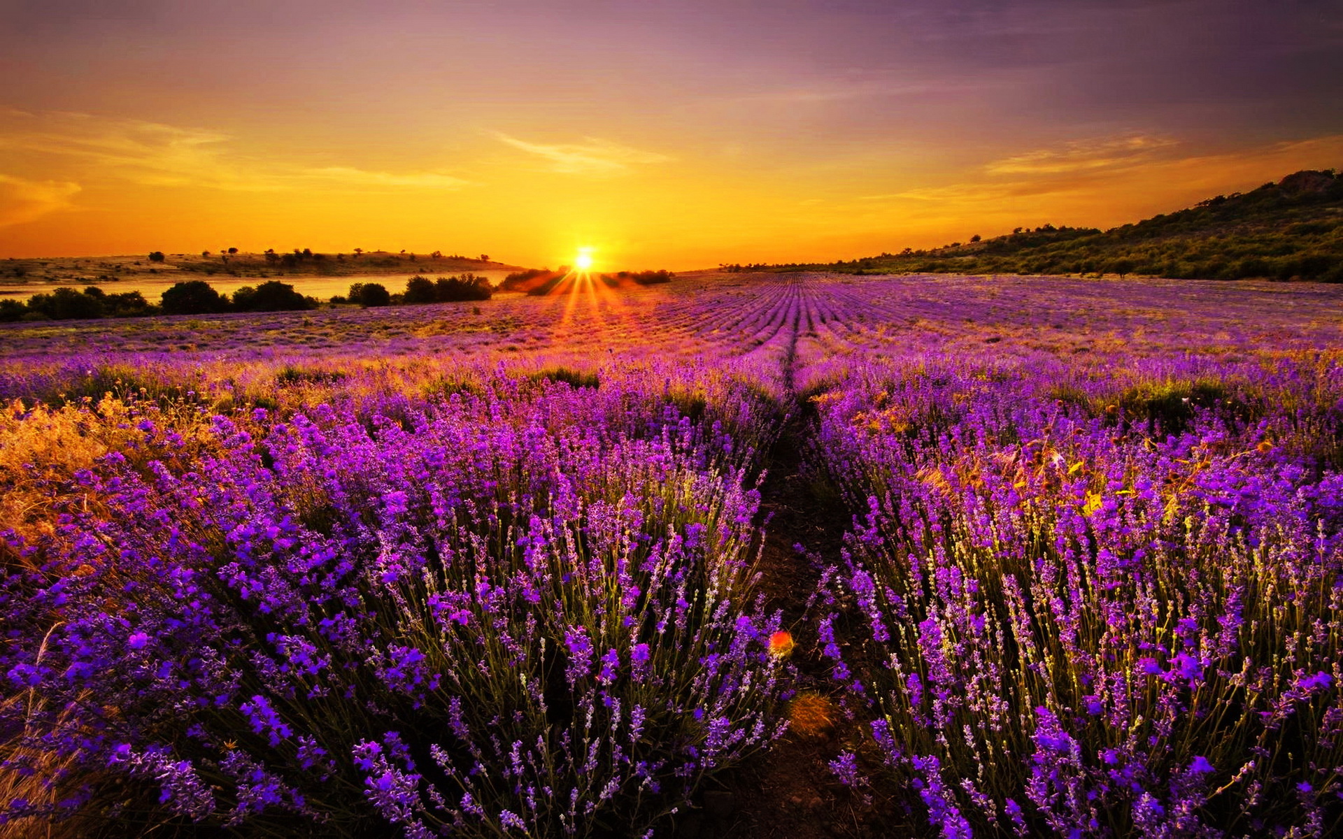 Download mobile wallpaper Earth, Lavender for free.