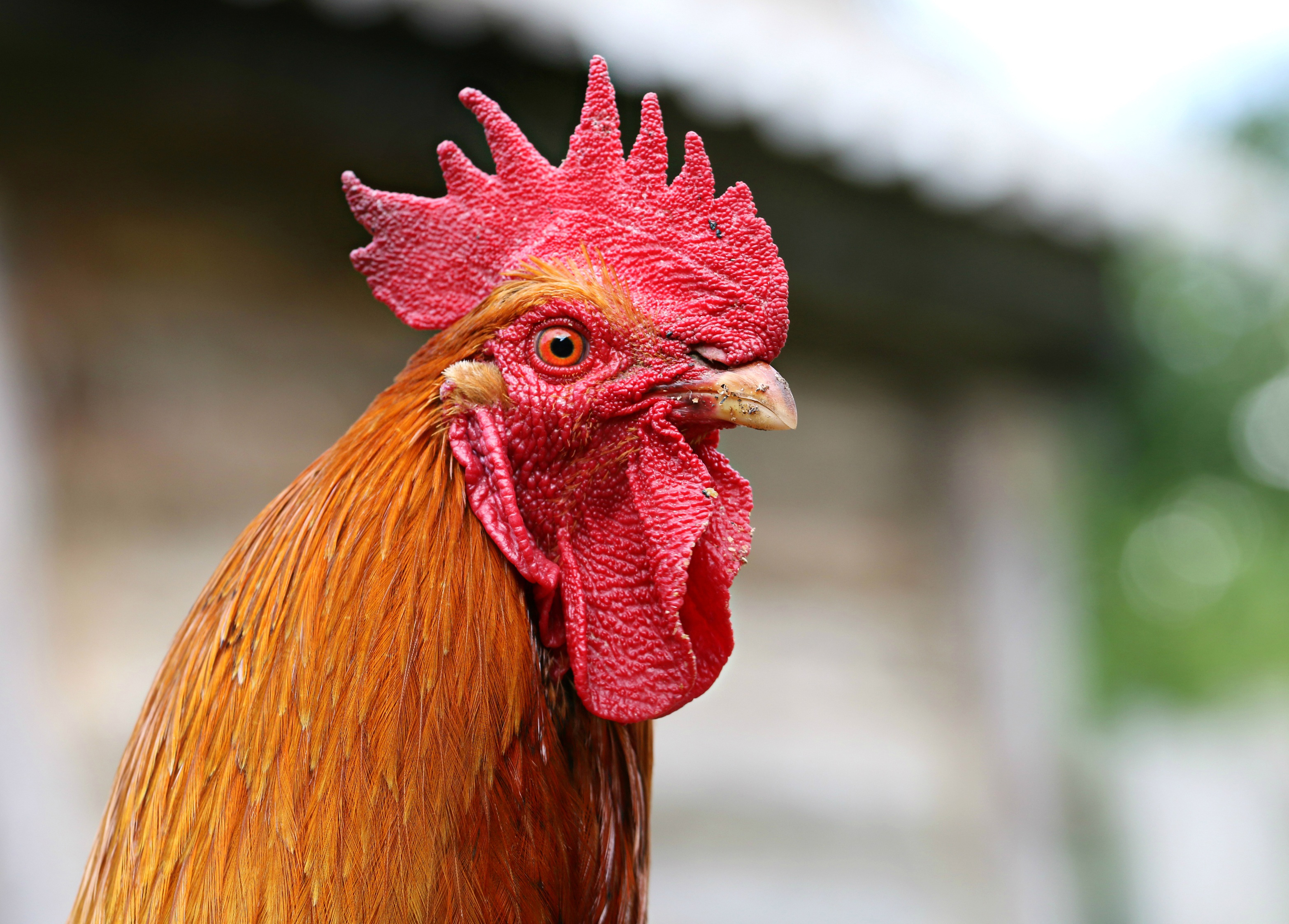 401166 descargar imagen animales, gallo, aves: fondos de pantalla y protectores de pantalla gratis