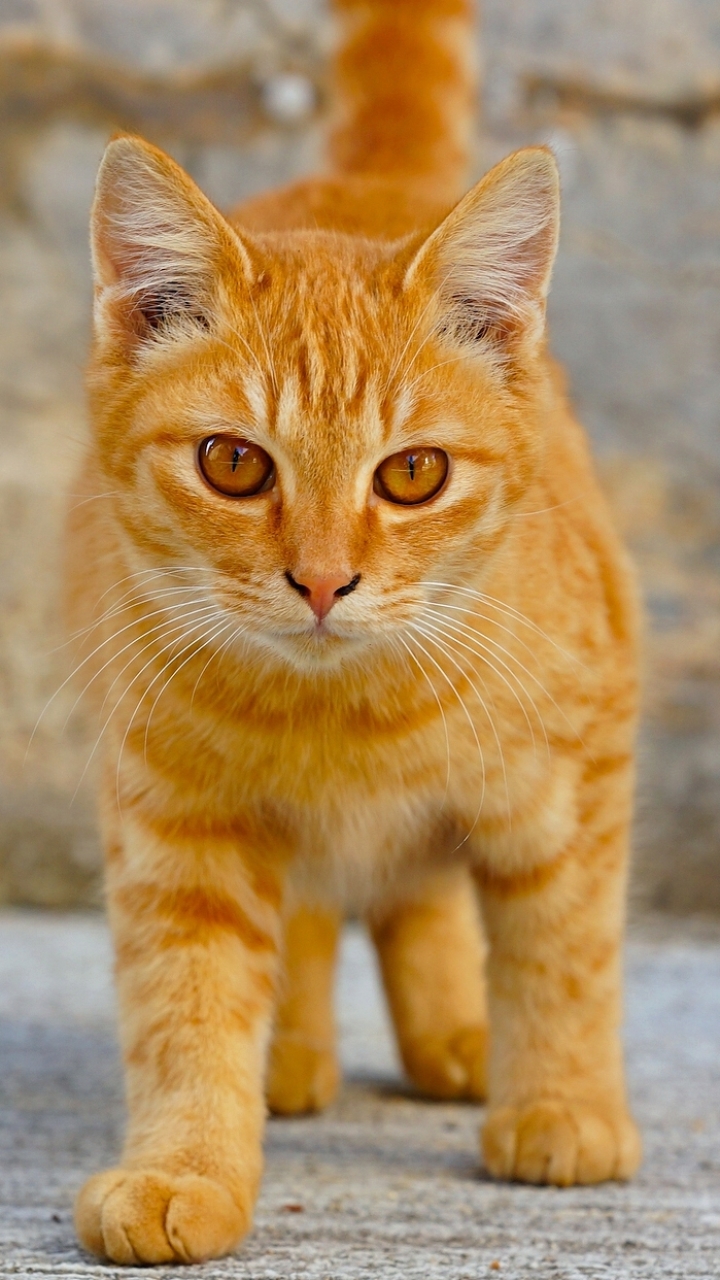 無料モバイル壁紙動物, ネコ, 猫, 子猫, 赤ちゃん動物をダウンロードします。