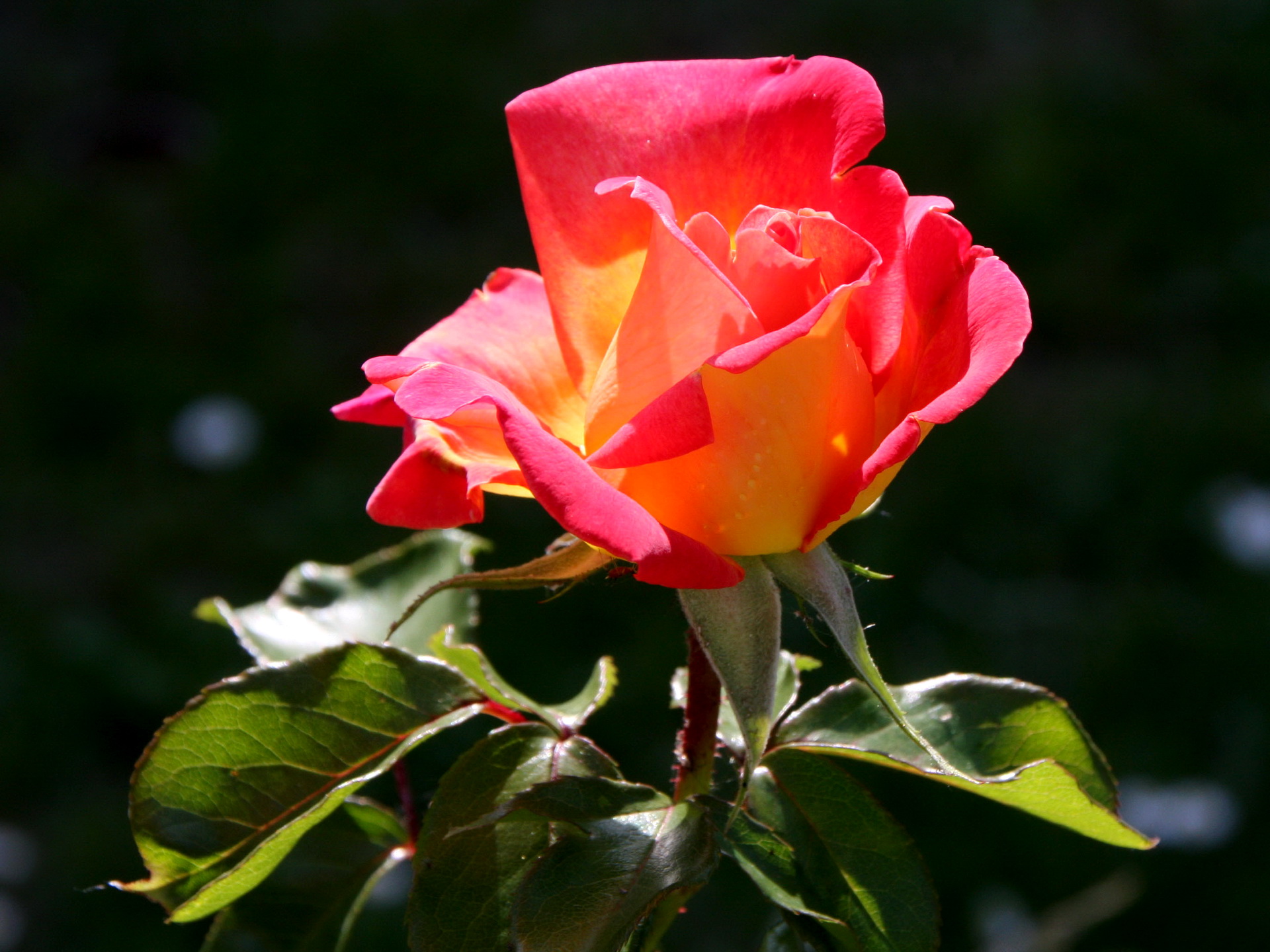 Скачать картинку Флауэрсы, Цветок, Роза, Земля/природа в телефон бесплатно.