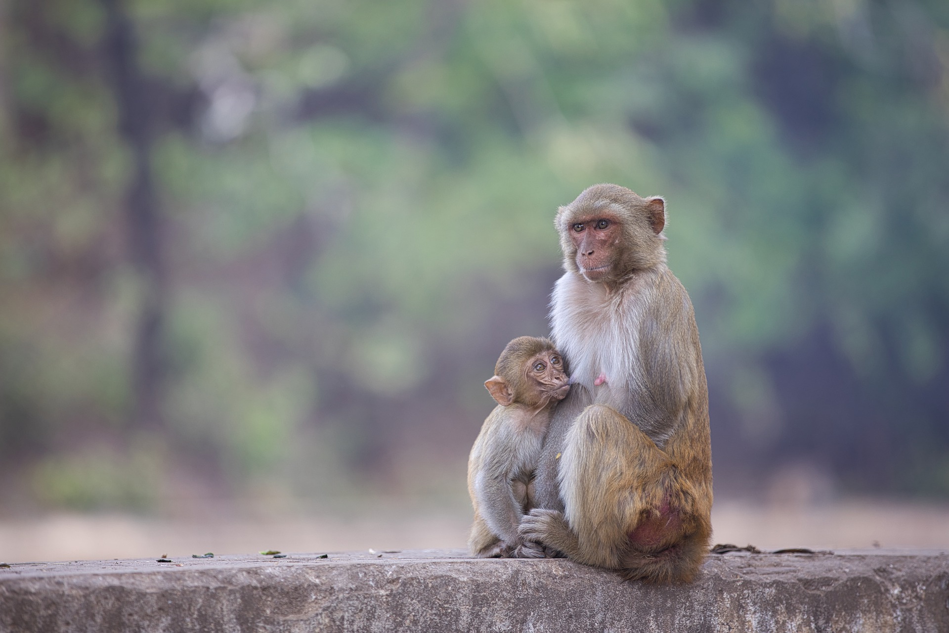 981396 descargar fondo de pantalla animales, macaco, bebe animal, mono, primate: protectores de pantalla e imágenes gratis
