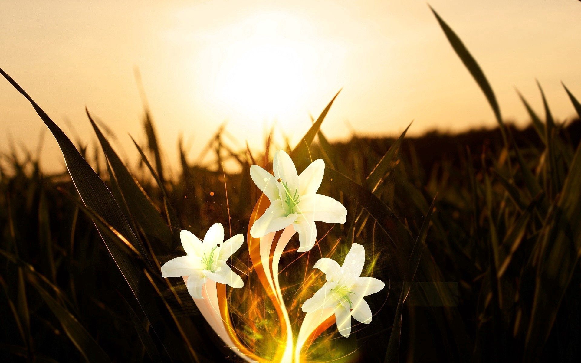 Free download wallpaper Shine, Flowers, Light, Field, Abstract on your PC desktop