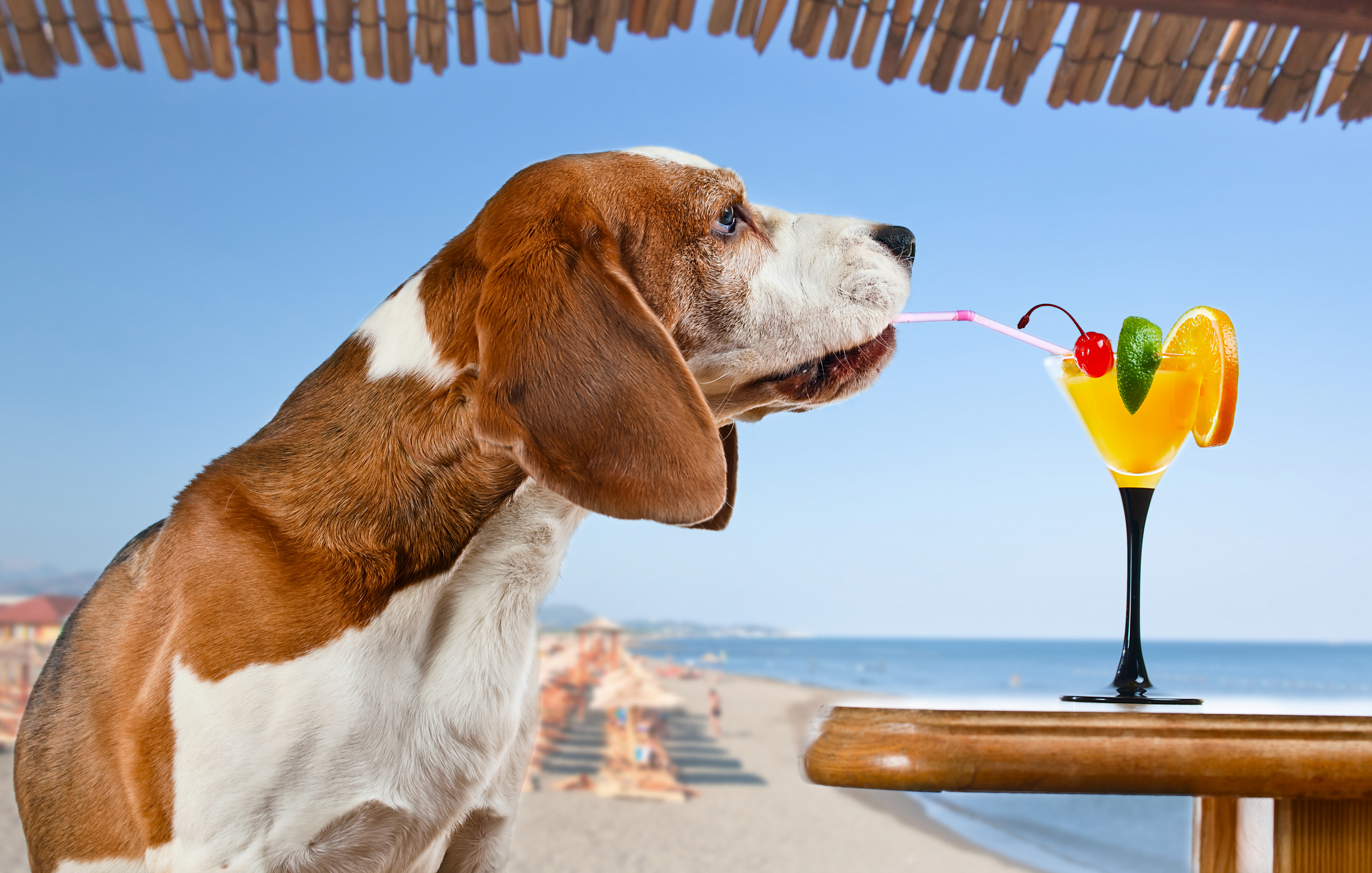 animal, basset hound, cocktail, dog, summer, dogs