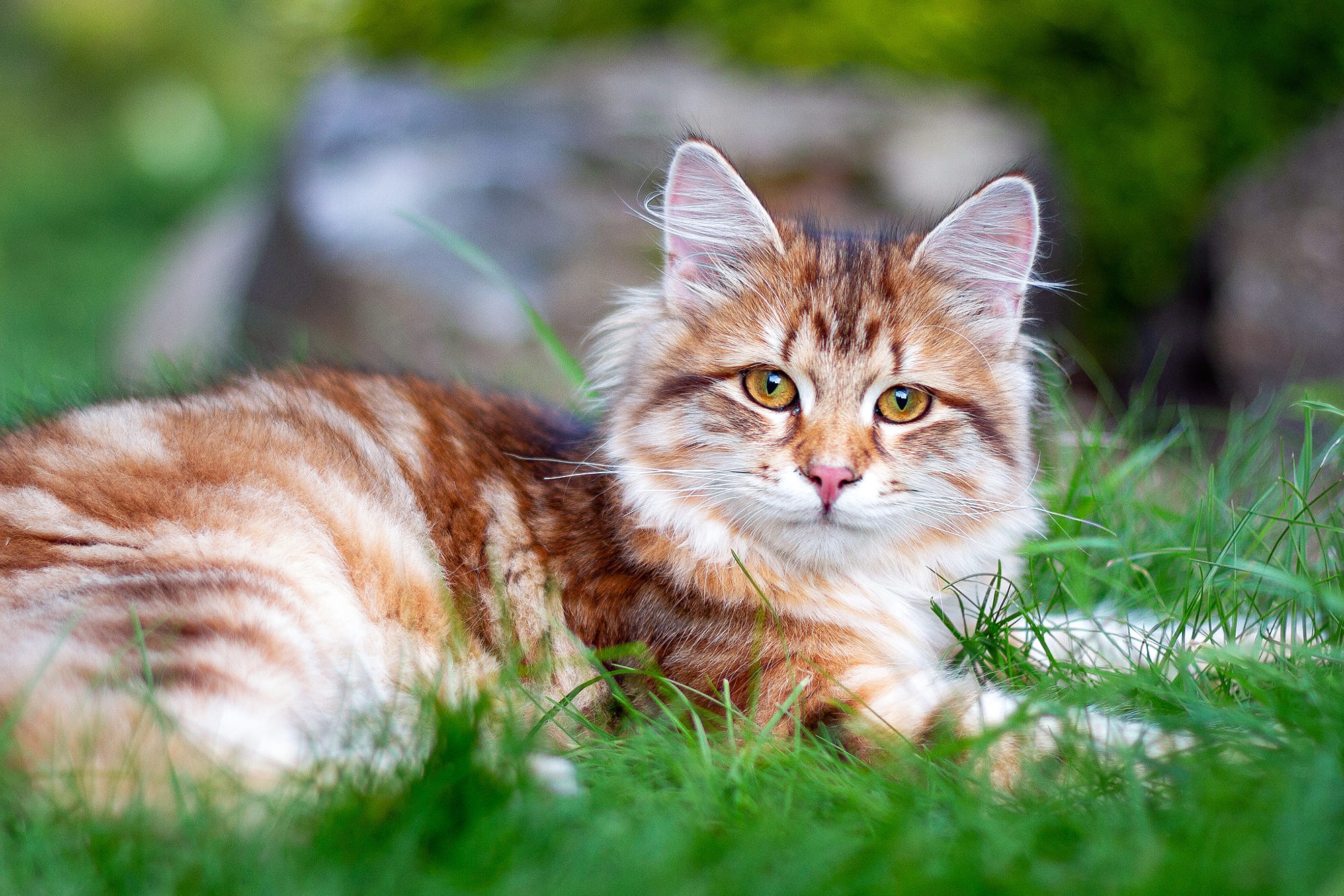 Baixe gratuitamente a imagem Gato, Gatos, Animais na área de trabalho do seu PC