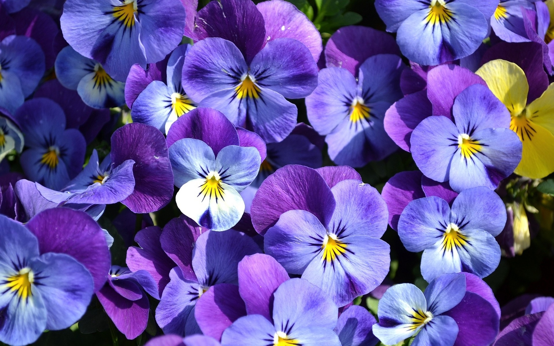 無料モバイル壁紙フラワーズ, パンジー, 花, 閉じる, 地球, 紫色の花をダウンロードします。