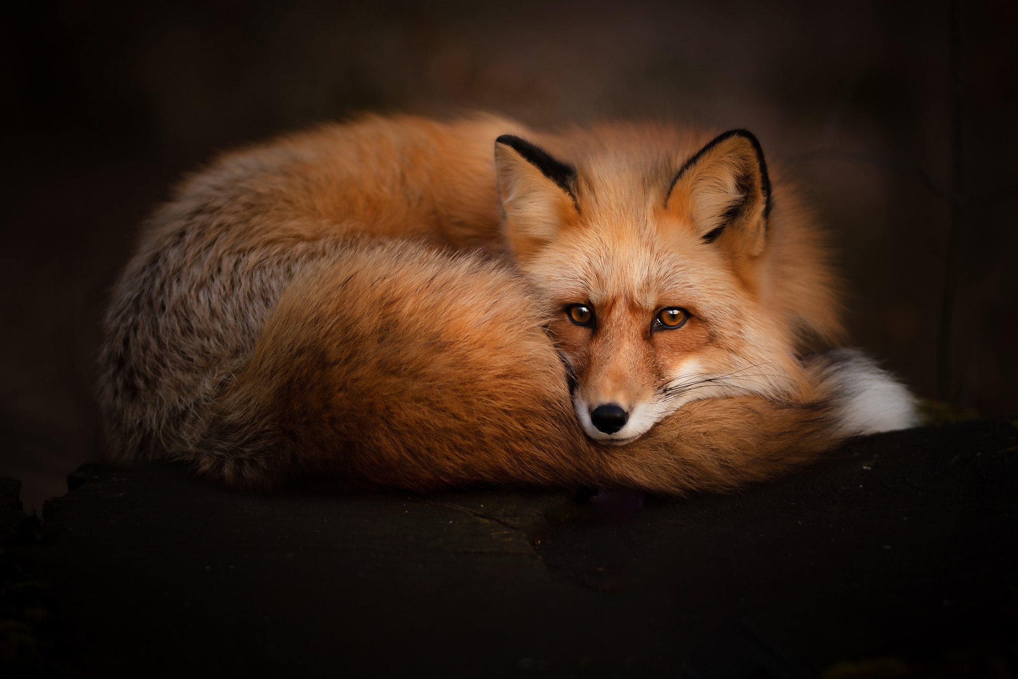 Free download wallpaper Fox, Animal on your PC desktop