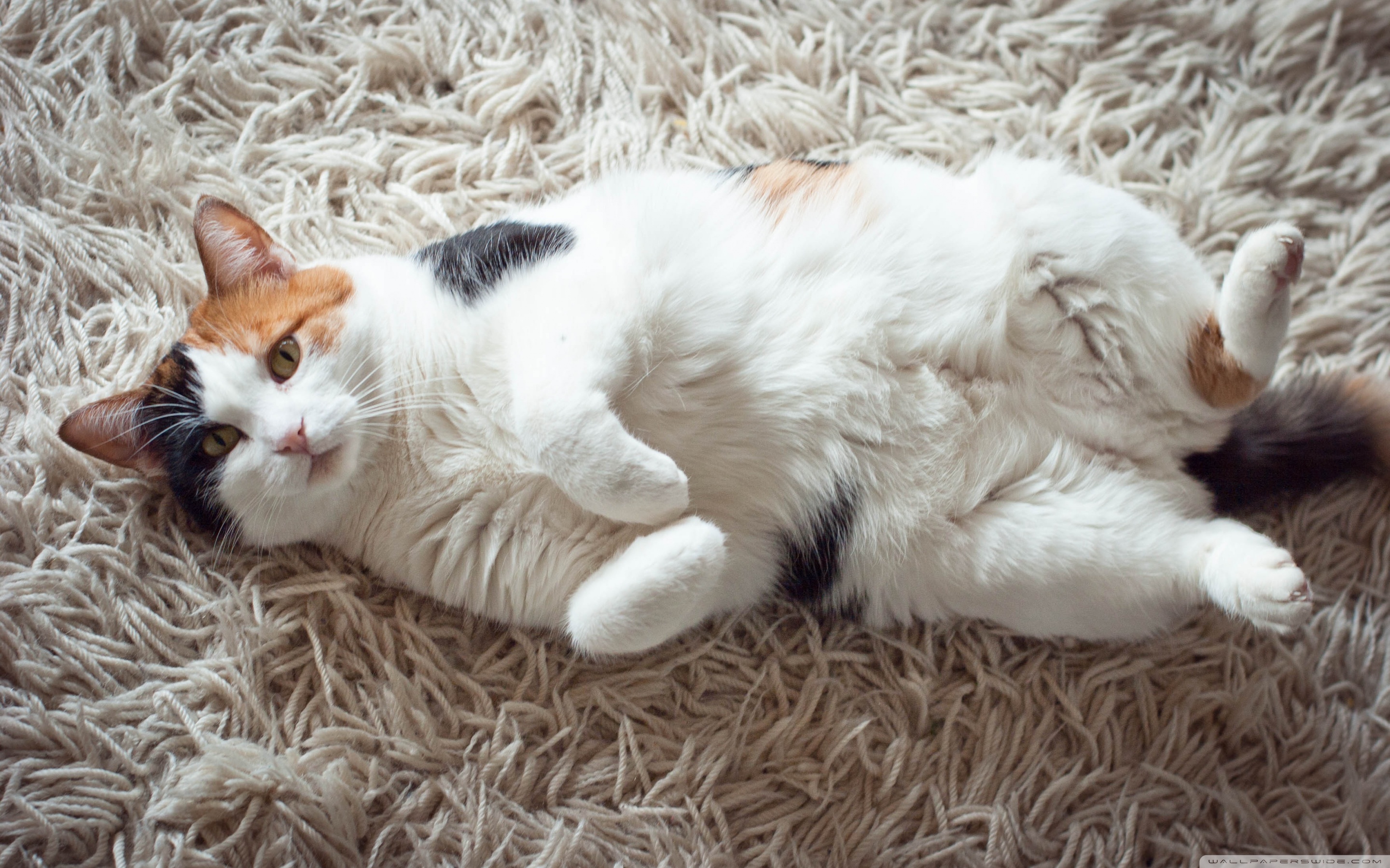 Baixe gratuitamente a imagem Animais, Gatos, Gato na área de trabalho do seu PC