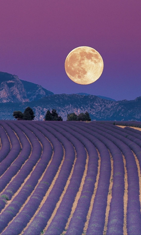 Descarga gratuita de fondo de pantalla para móvil de Flores, Lavanda, Tierra/naturaleza.