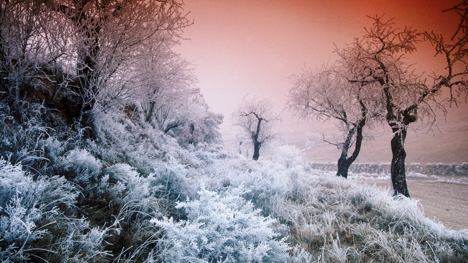 PCデスクトップに冬, 自然, 木, 風景画像を無料でダウンロード