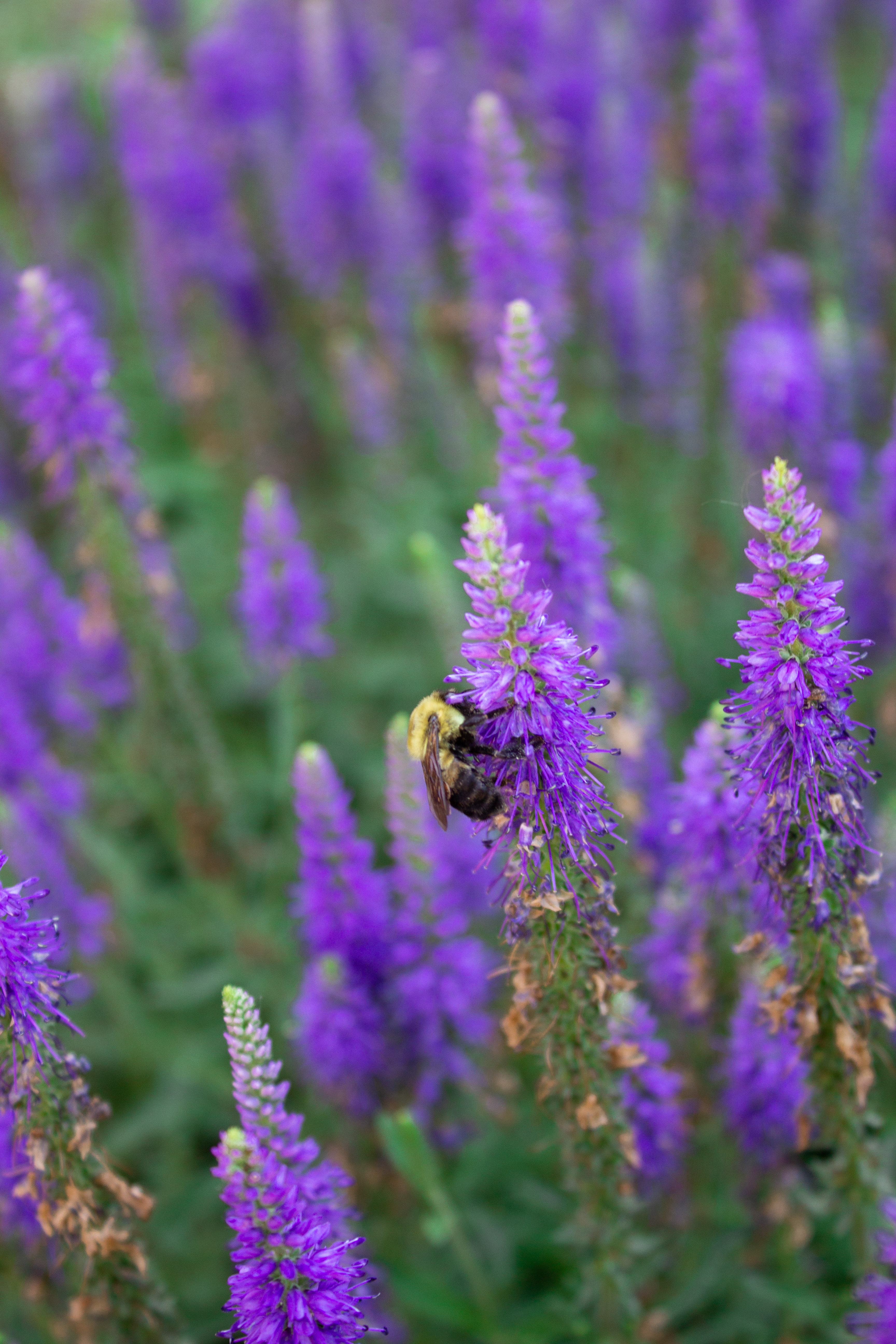 Handy-Wallpaper Biene, Tiere, Insekt, Blumen, Makro kostenlos herunterladen.