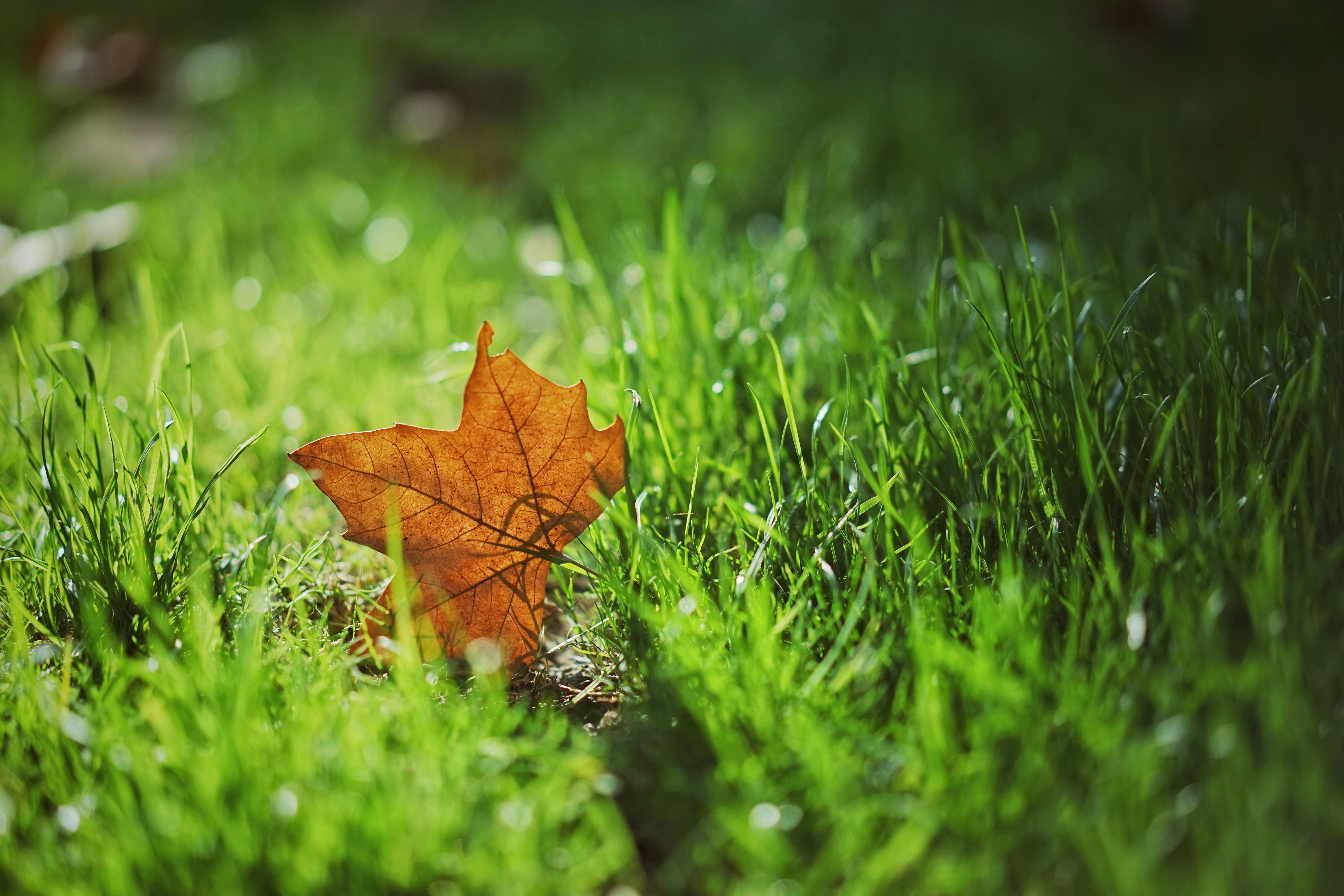 maple, smooth, nature, grass, autumn, blur, sheet, leaf Full HD