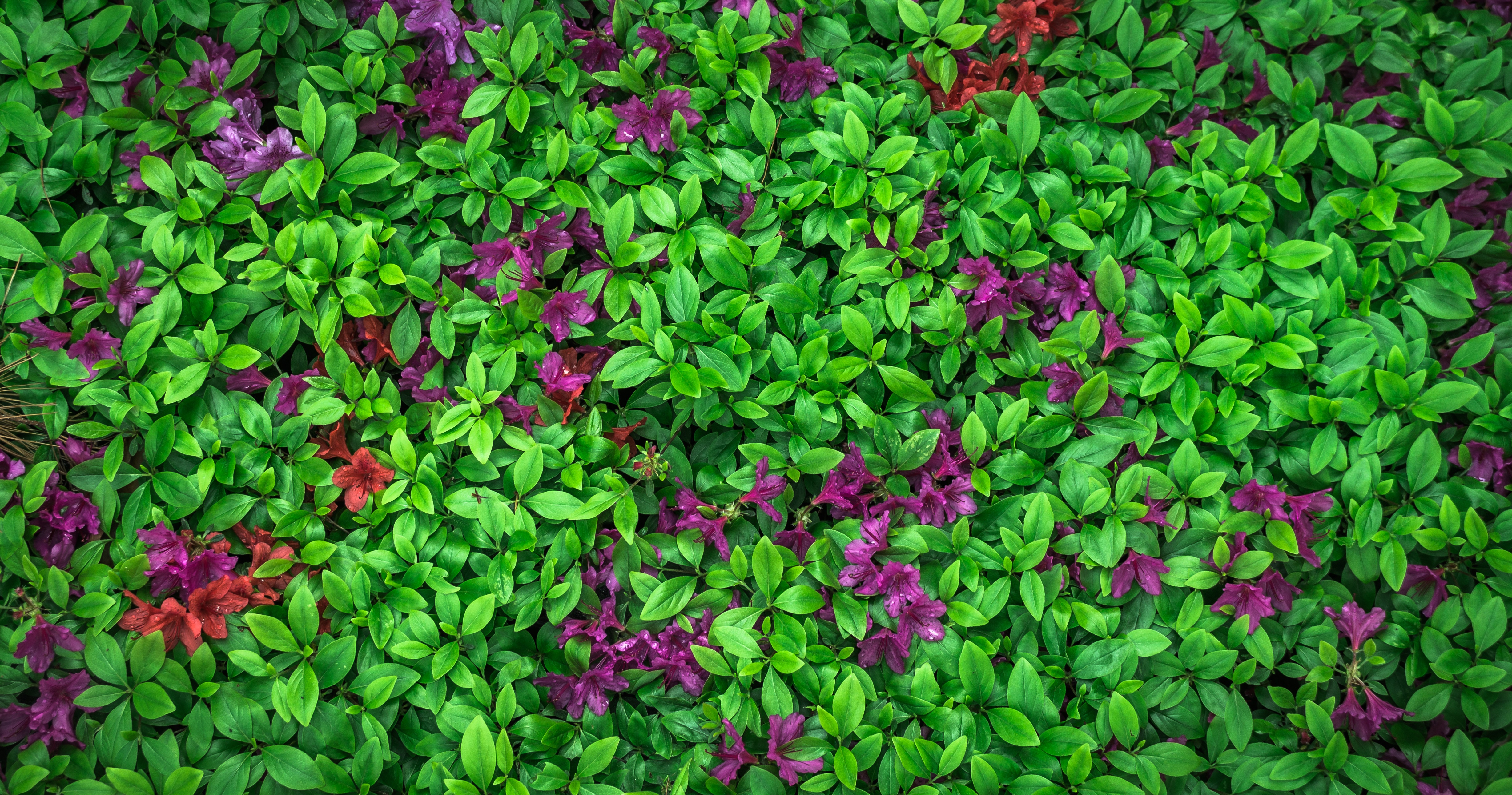 Download mobile wallpaper Azalea, Leaves, Flowers, Plant, Nature for free.
