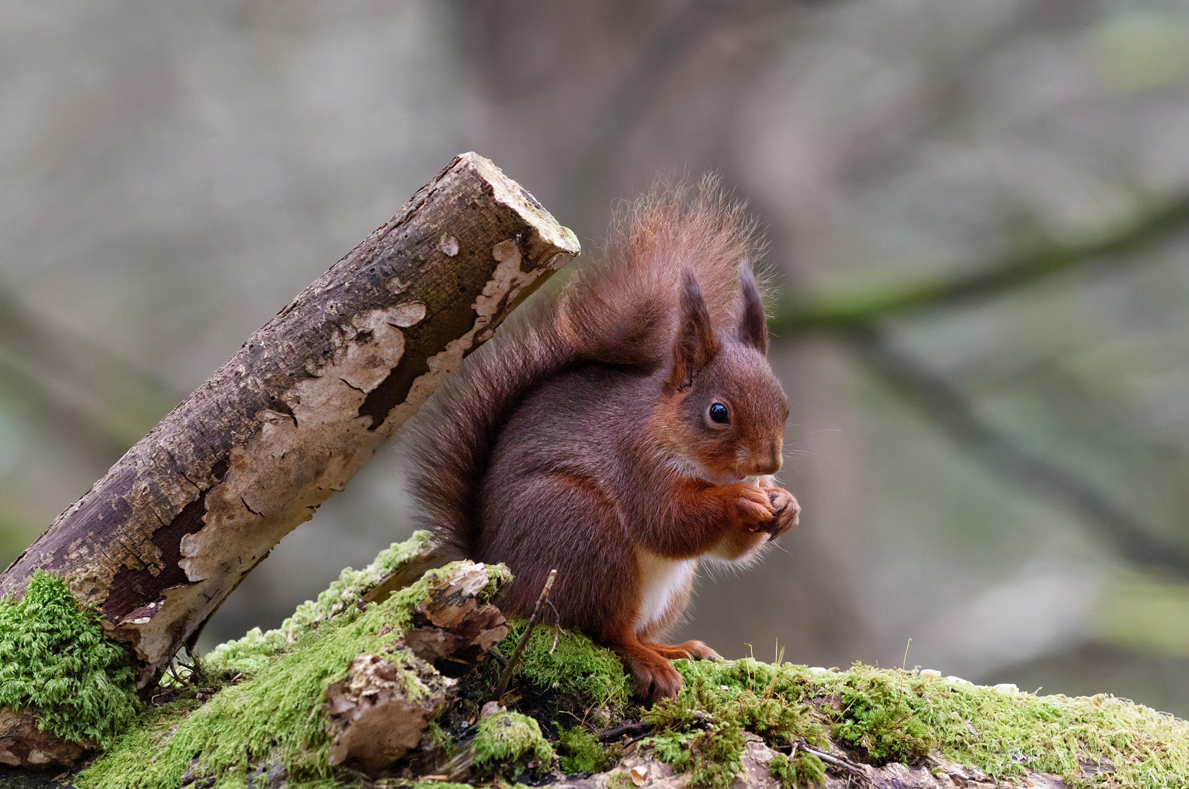 Laden Sie das Tiere, Eichhörnchen, Moos, Nagetier-Bild kostenlos auf Ihren PC-Desktop herunter