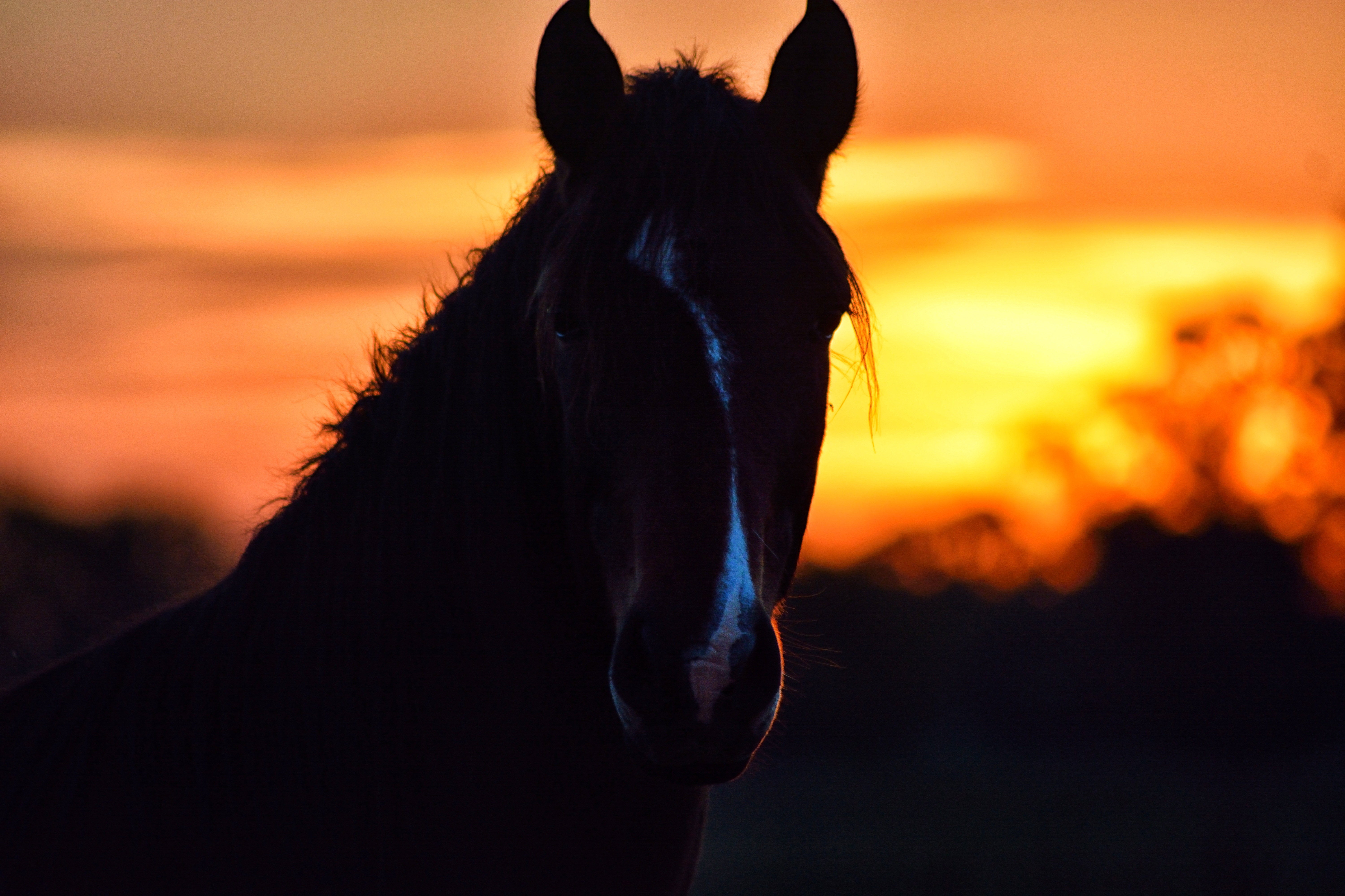 Free download wallpaper Sunset, Silhouette, Ears, Dark, Mane, Horse on your PC desktop