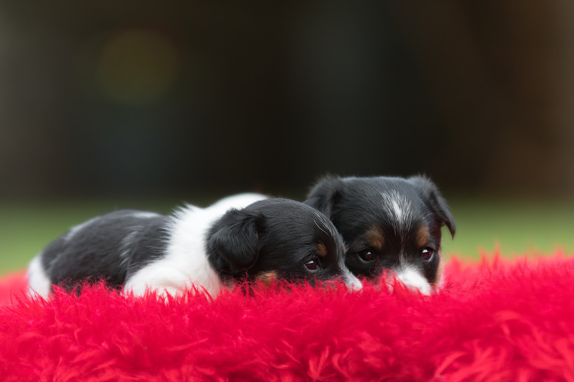 478605 Bildschirmschoner und Hintergrundbilder Hunde auf Ihrem Telefon. Laden Sie  Bilder kostenlos herunter