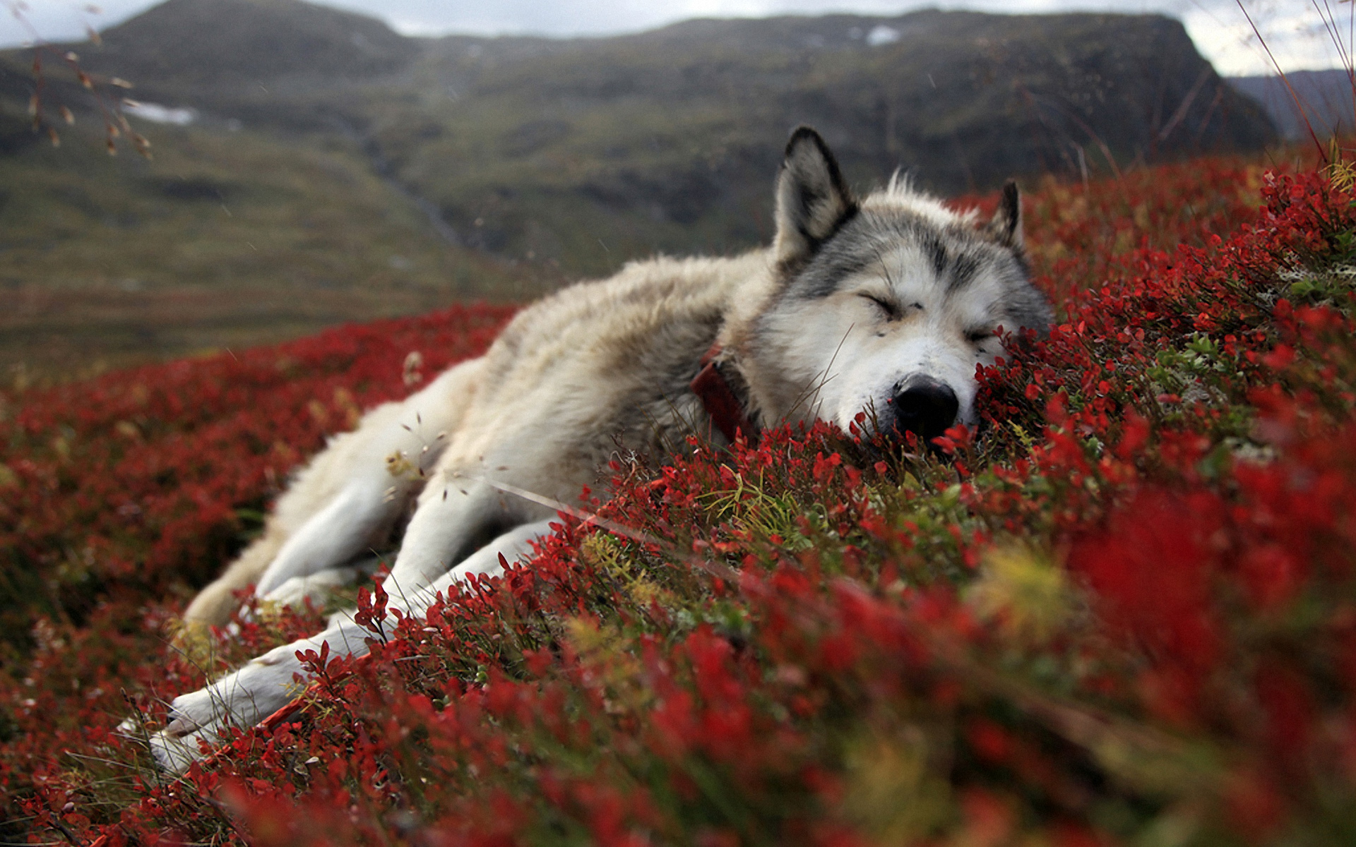291952壁紙のダウンロード動物, 狼, アラスカ, オオカミ-スクリーンセーバーと写真を無料で