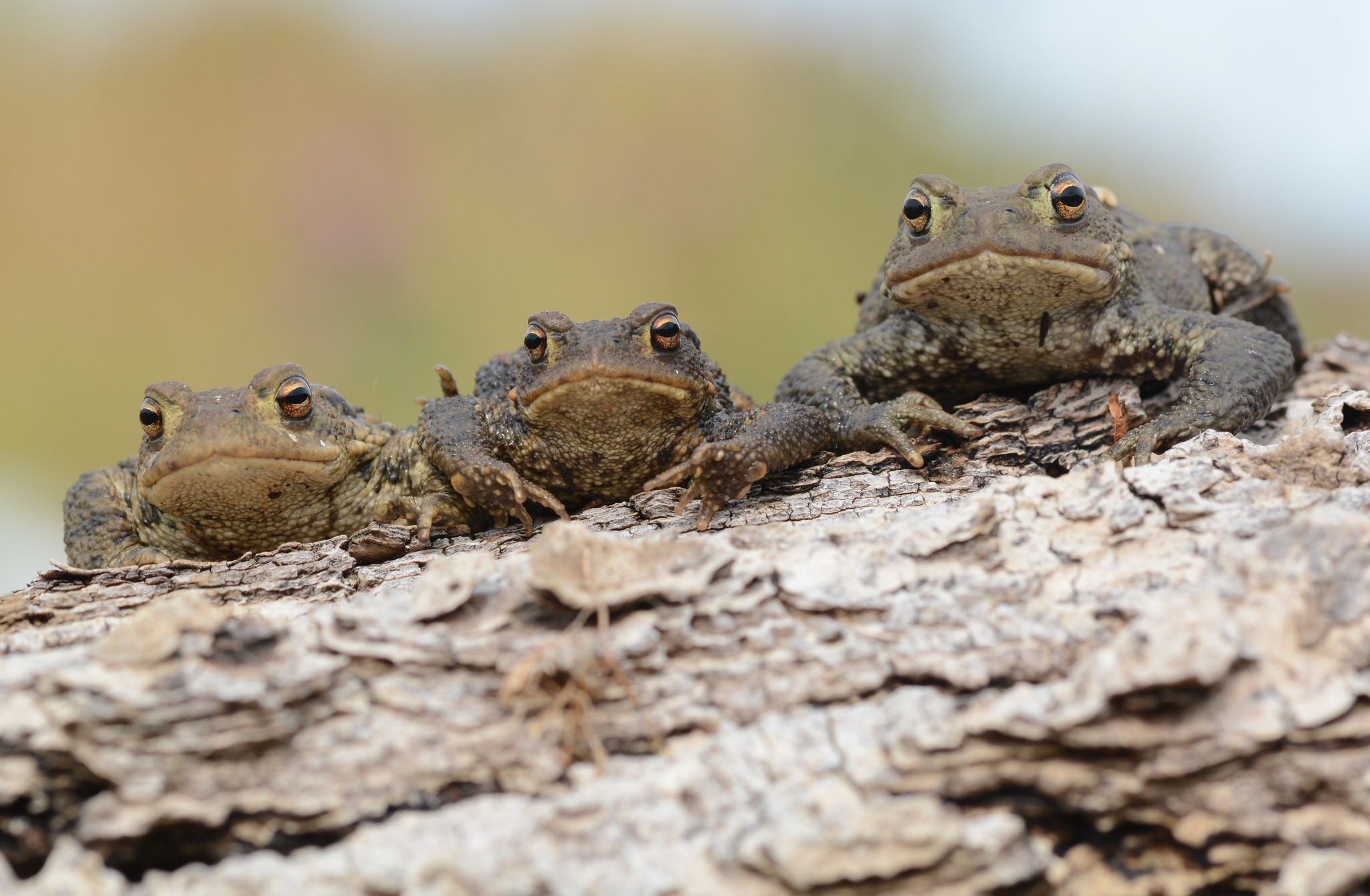 Download mobile wallpaper Animal, Toad for free.
