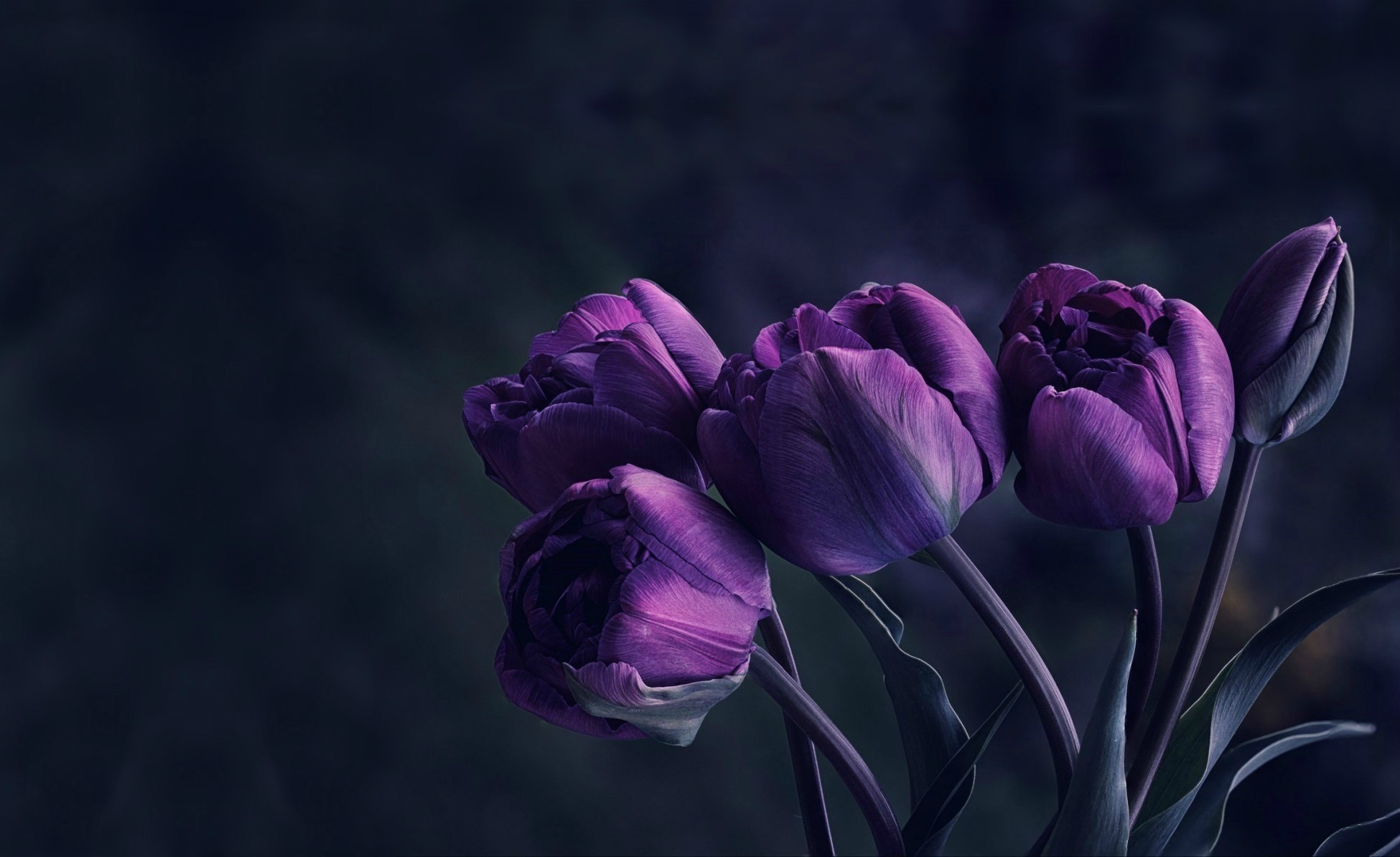 Descarga gratis la imagen Naturaleza, Flores, Flor, Tulipán, Flor Purpura, Tierra/naturaleza en el escritorio de tu PC