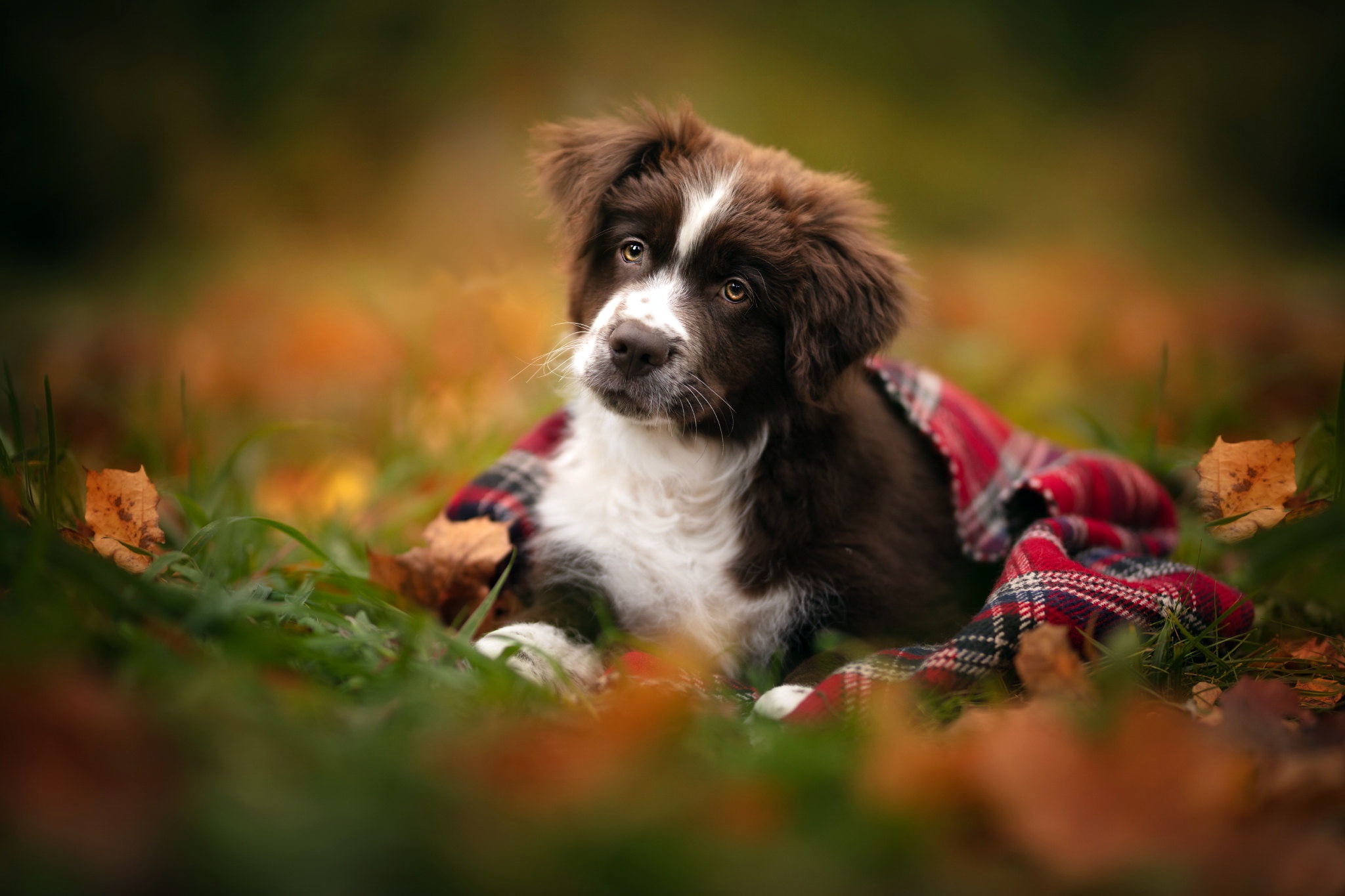 Download mobile wallpaper Dogs, Dog, Animal, Border Collie, Baby Animal for free.