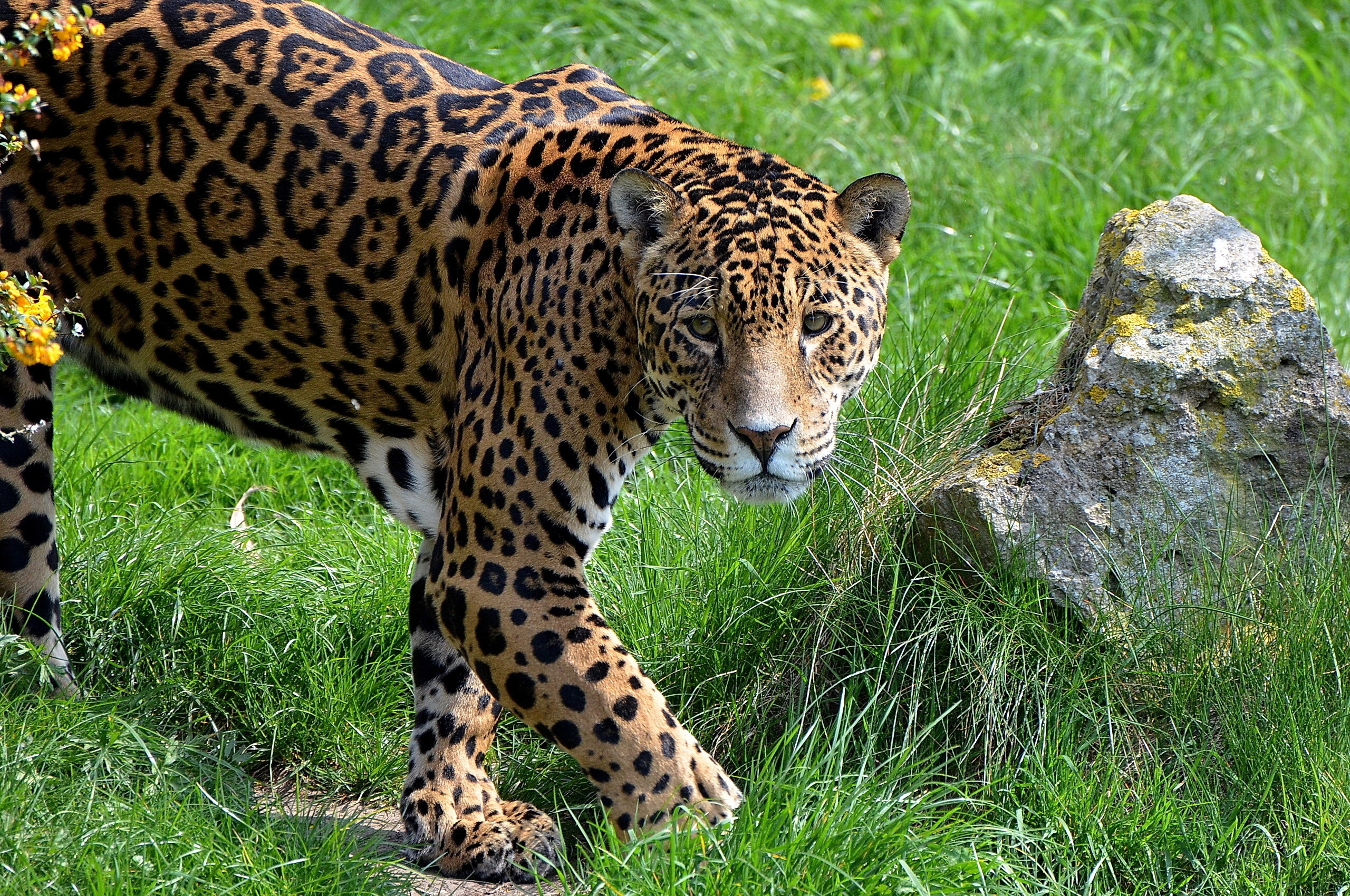 144175 télécharger l'image animaux, herbe, jaguar, prédateur, pierre, un rocher - fonds d'écran et économiseurs d'écran gratuits