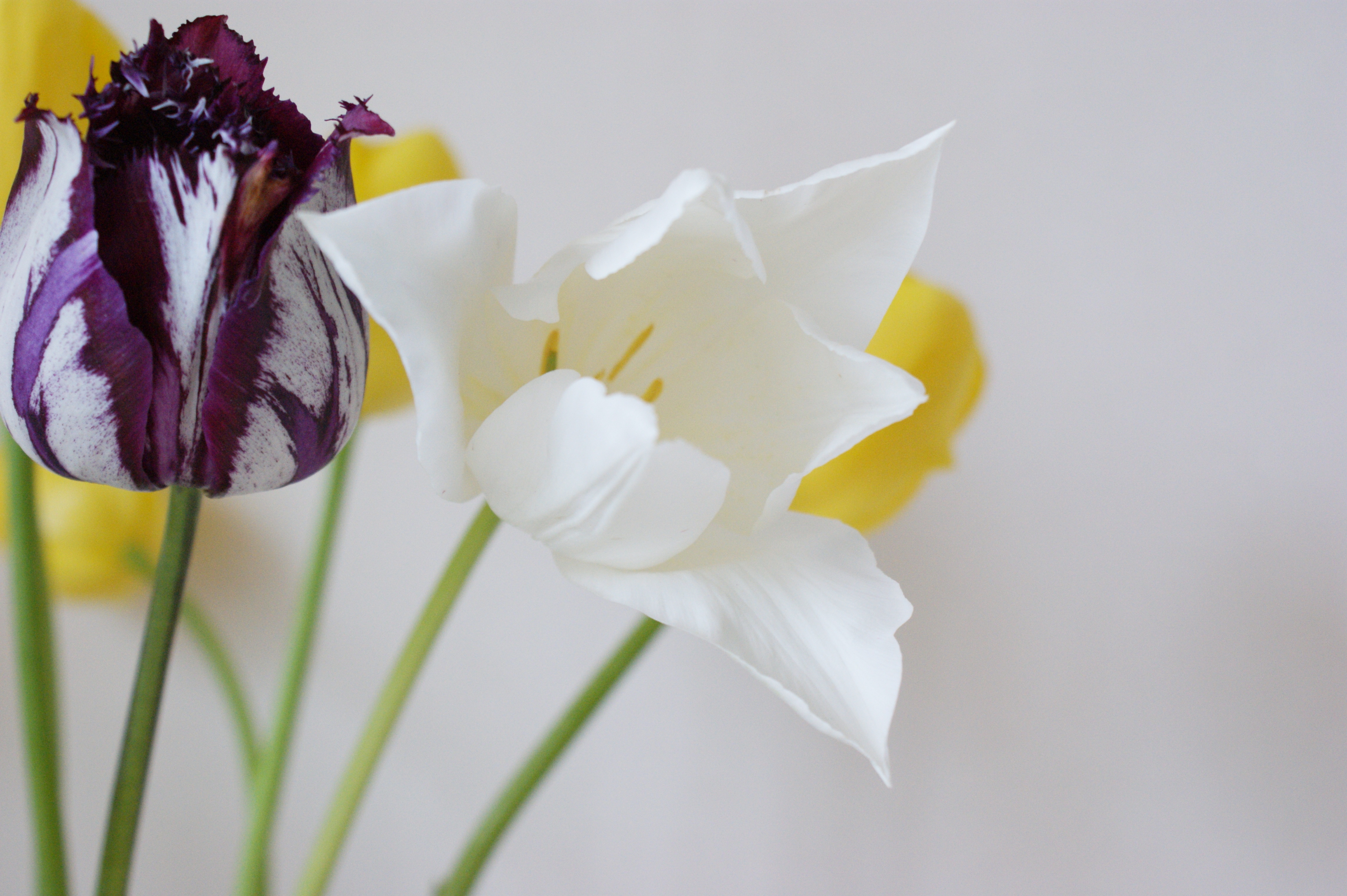 108984 descargar fondo de pantalla flores, tulipanes, disuelto, diferente, tallos, licencioso: protectores de pantalla e imágenes gratis