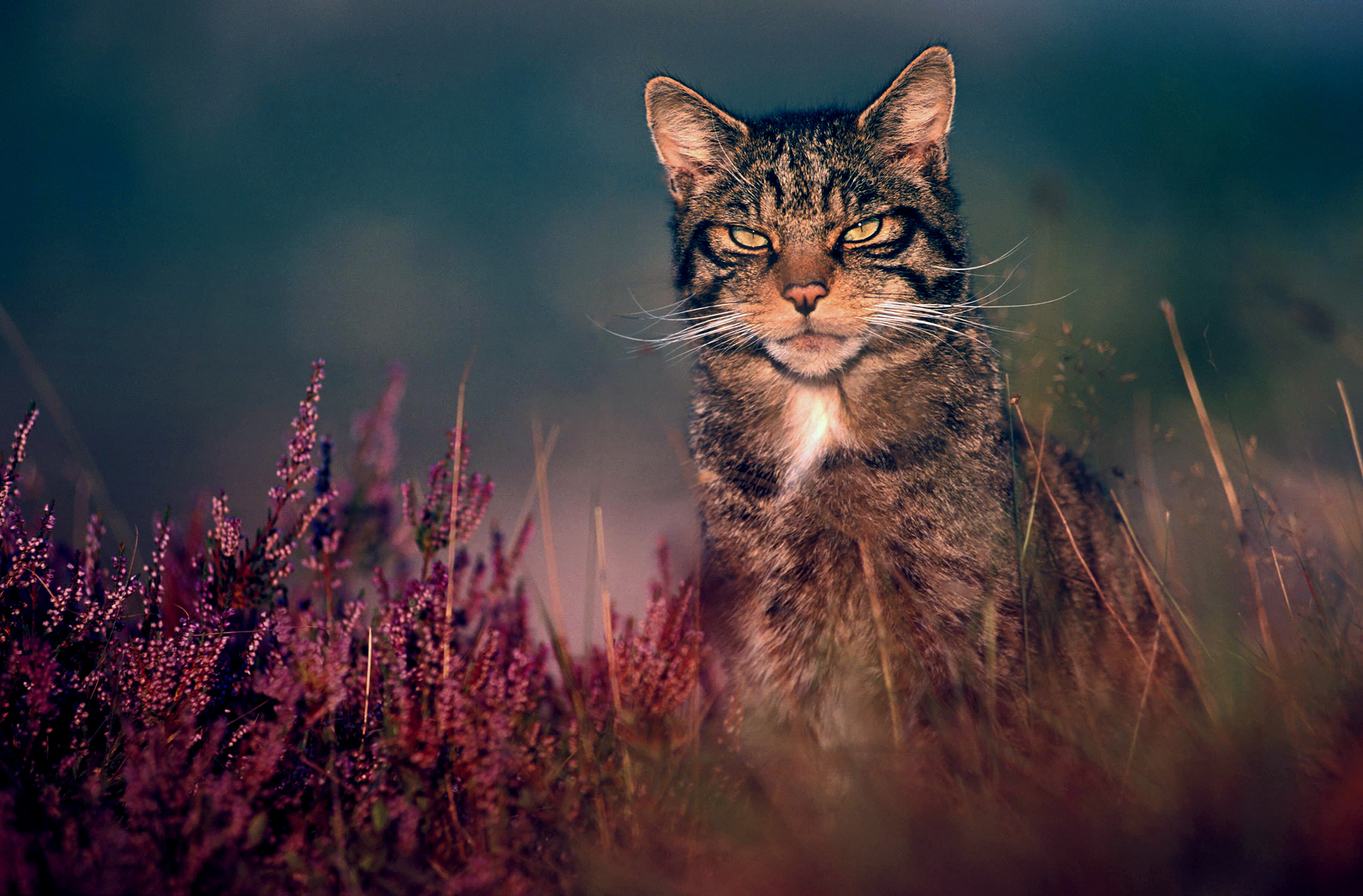 Handy-Wallpaper Tiere, Katzen, Katze kostenlos herunterladen.