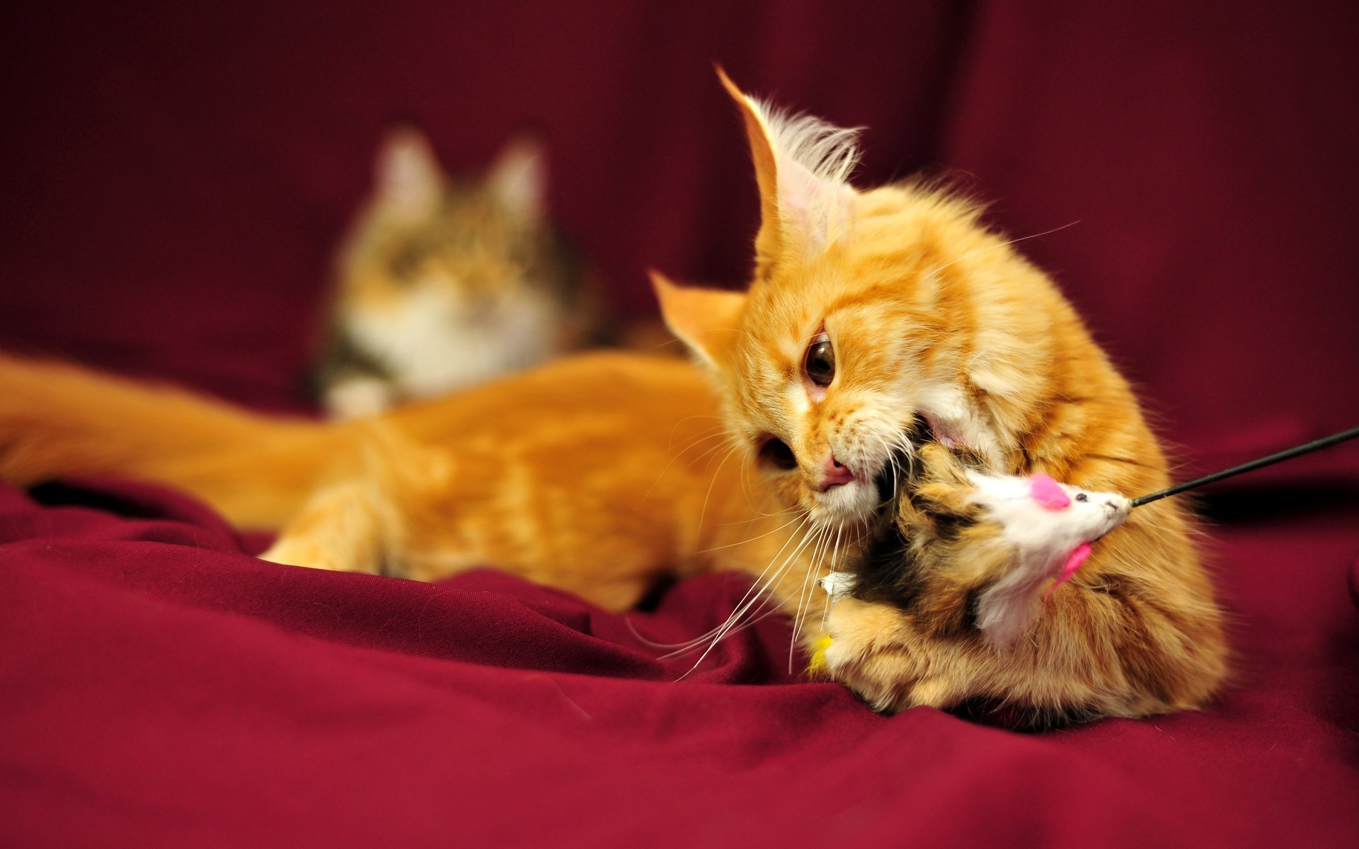 Baixe gratuitamente a imagem Animais, Gatos, Gato na área de trabalho do seu PC