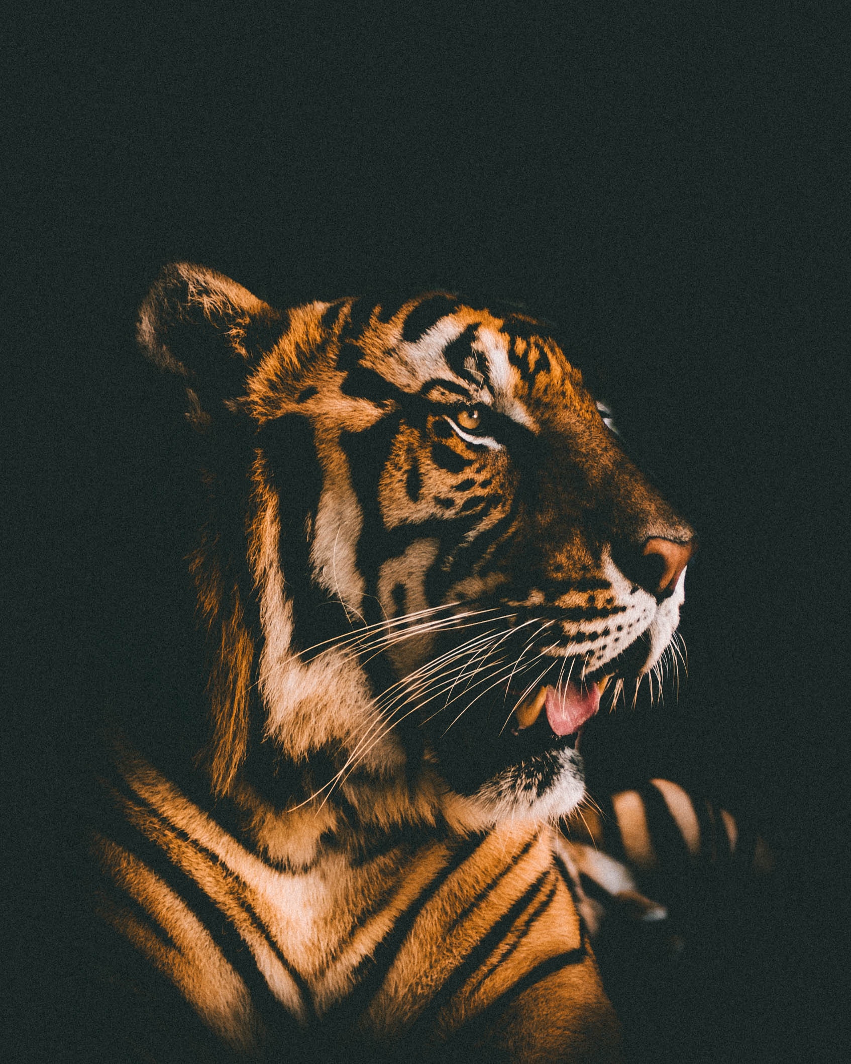 predator, tiger, dark background, animals, muzzle, sight, opinion