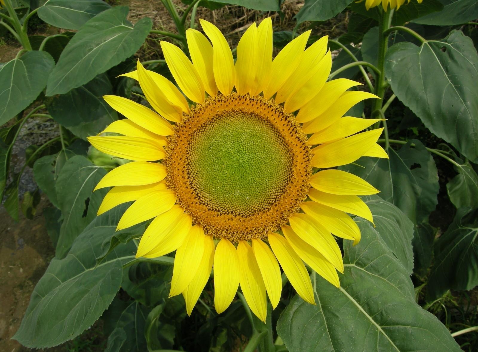 flowers, summer, bright, greens, sunflower Image for desktop