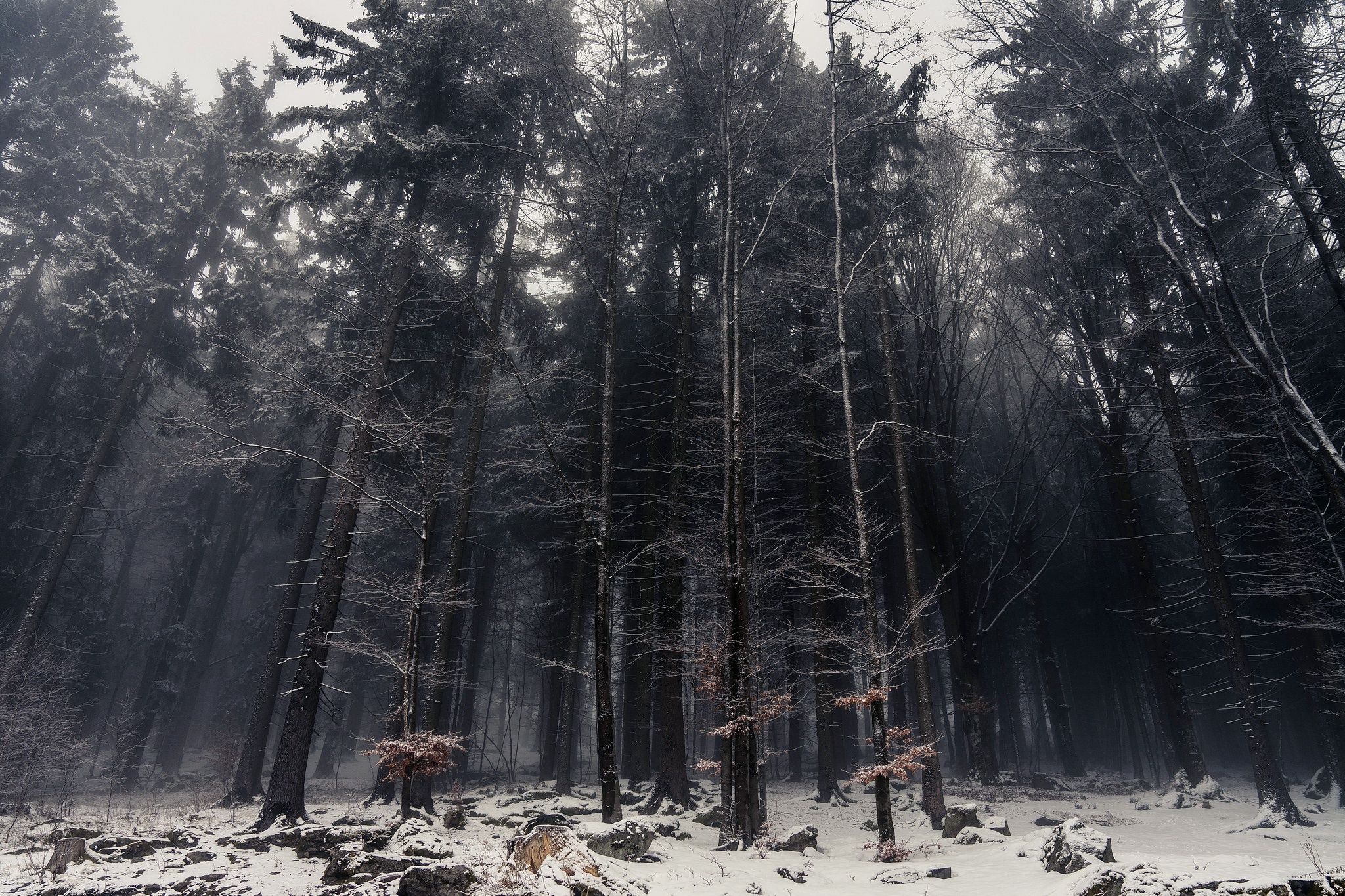 Téléchargez des papiers peints mobile Hiver, Forêt, Arbre, Brouillard, La Nature, Terre/nature gratuitement.