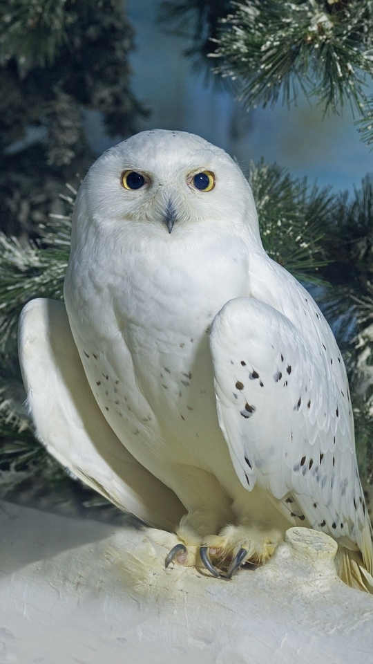 無料モバイル壁紙動物, 冬, 鳥, シロフクロウをダウンロードします。