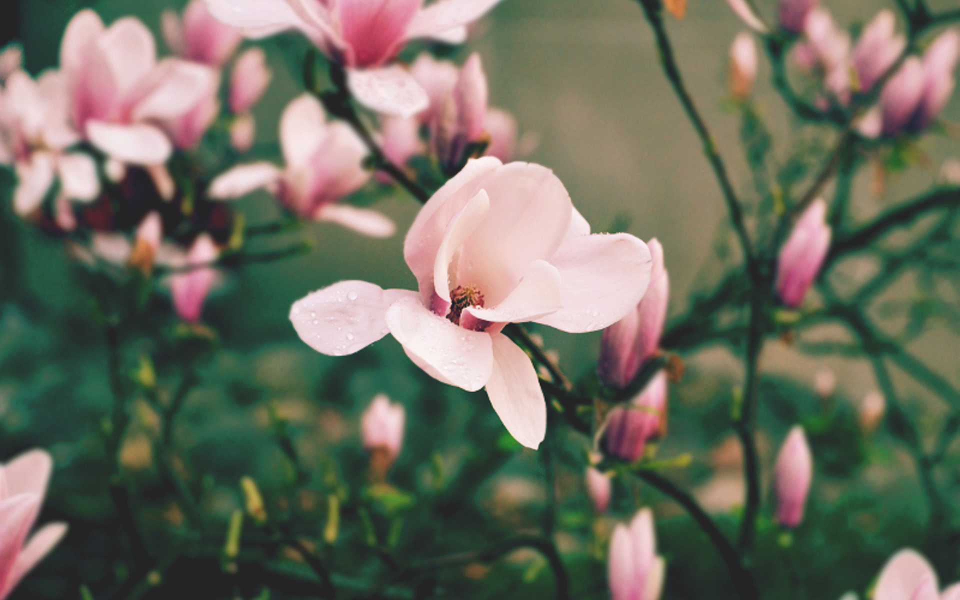 Téléchargez gratuitement l'image Fleurs, Fleur, Terre/nature sur le bureau de votre PC