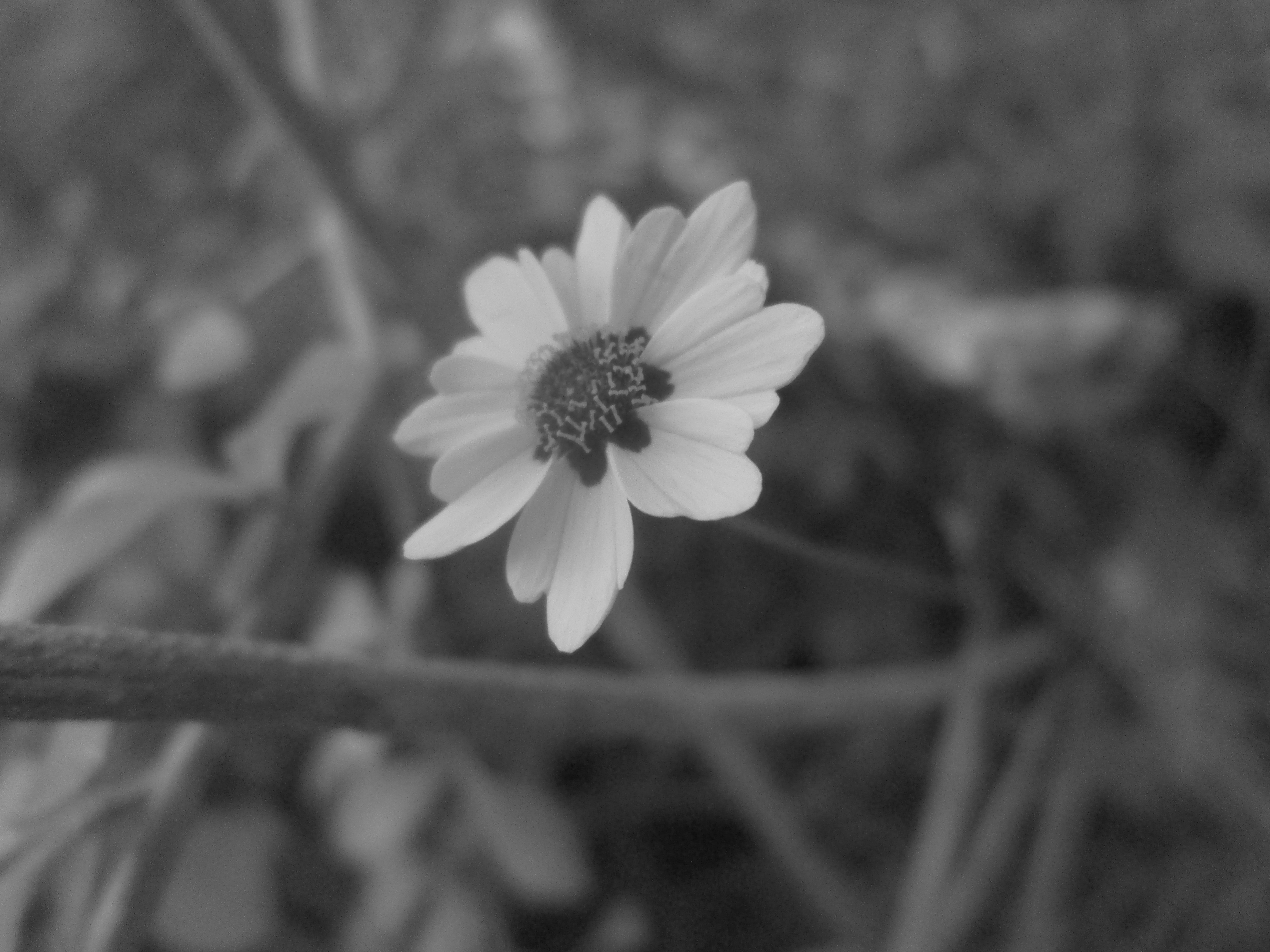 Téléchargez des papiers peints mobile Fleurs, Fleur, Terre/nature gratuitement.