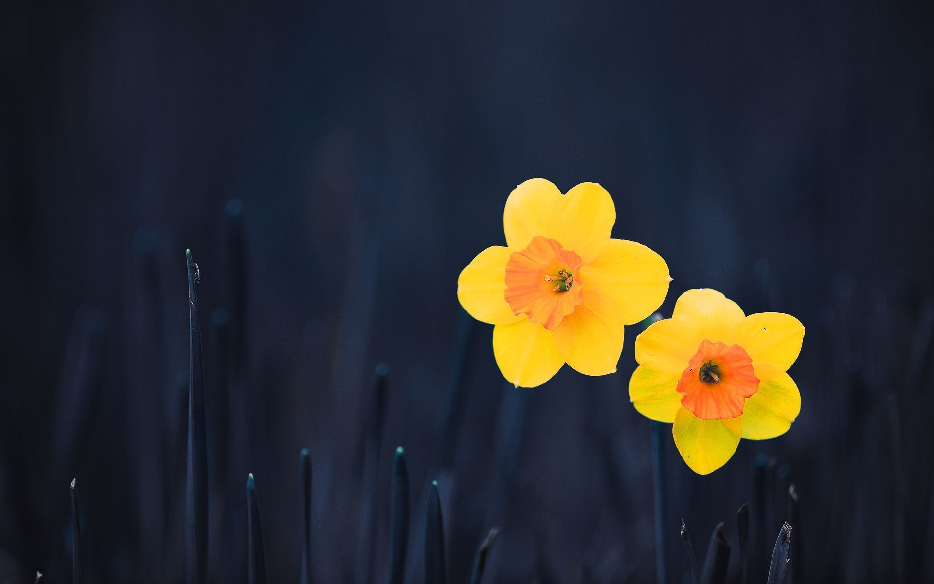 Download mobile wallpaper Daffodil, Yellow Flower, Flowers, Nature, Flower, Earth for free.