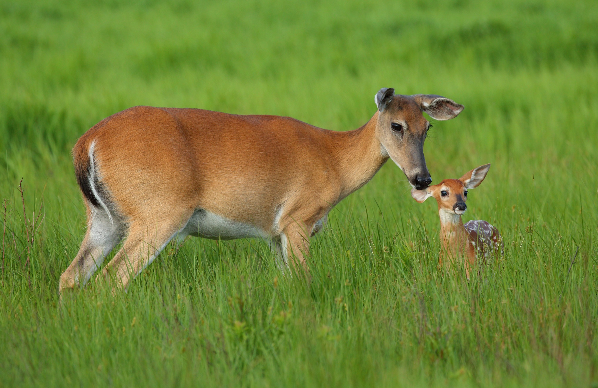 PCデスクトップに動物, 草, 鹿, 可愛い, 赤ちゃん動物画像を無料でダウンロード