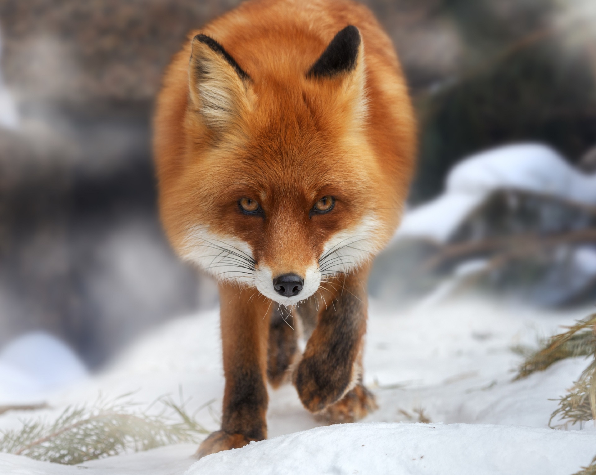 Laden Sie das Tiere, Winter, Fuchs, Starren-Bild kostenlos auf Ihren PC-Desktop herunter