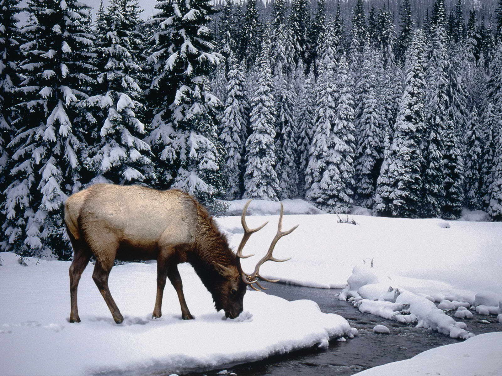 Handy-Wallpaper Tiere, Hirsch kostenlos herunterladen.