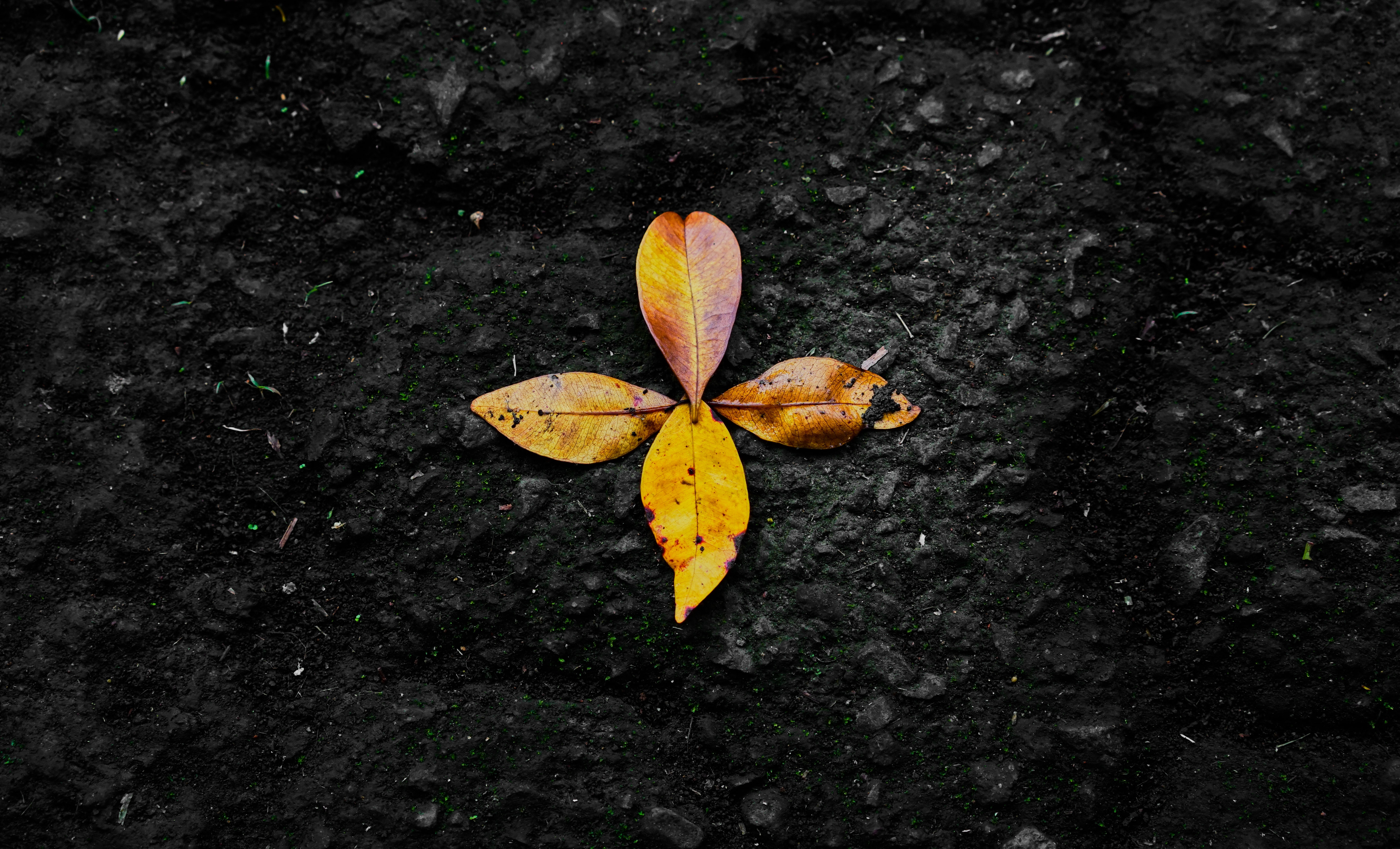 Free download wallpaper Fallen, Nature, Autumn, Leaves on your PC desktop