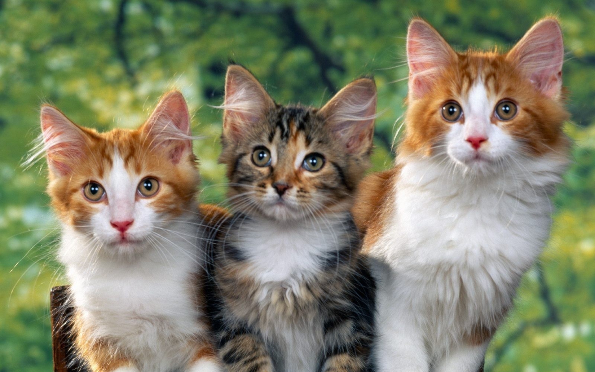 Free download wallpaper Cats, Cat, Kitten, Animal, Cute on your PC desktop