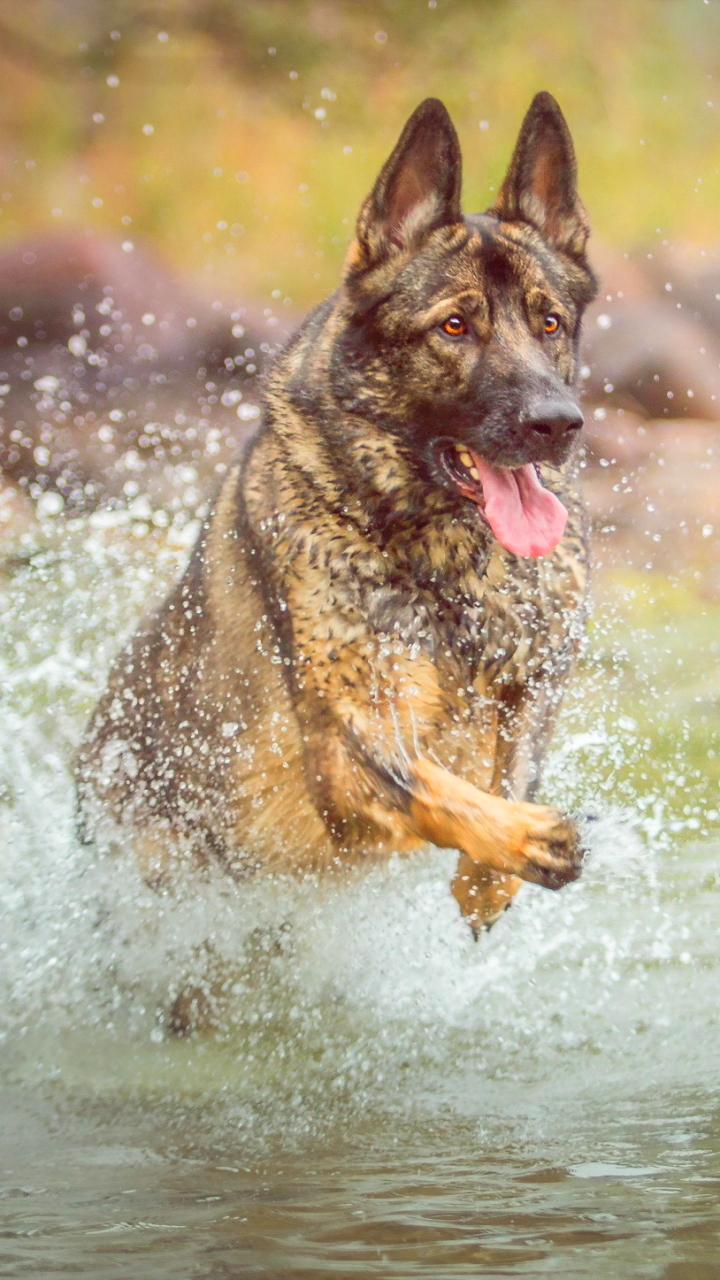 Download mobile wallpaper Dogs, Water, Dog, Splash, Animal, German Shepherd for free.
