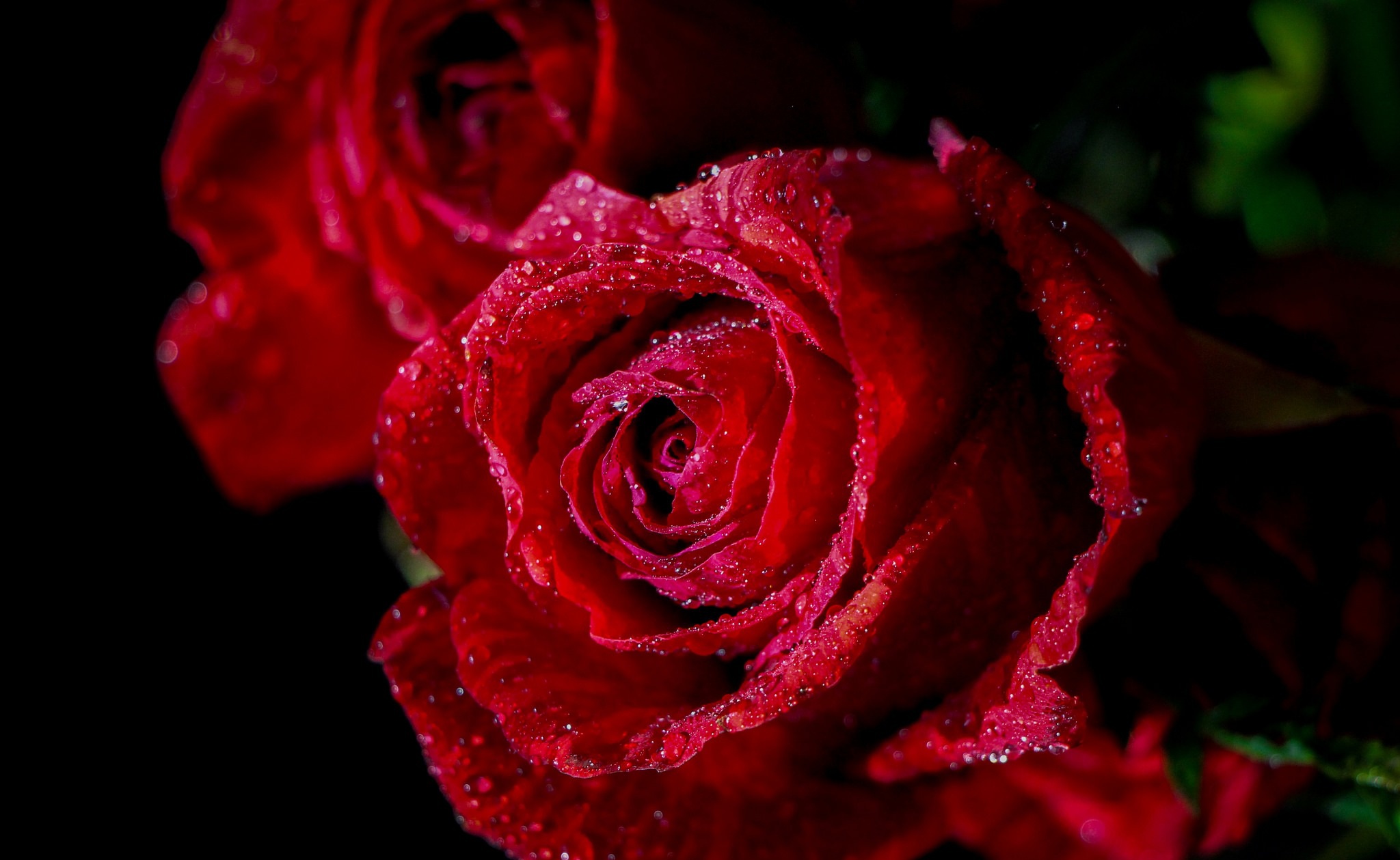 Download mobile wallpaper Nature, Flowers, Flower, Macro, Rose, Earth, Red Flower for free.