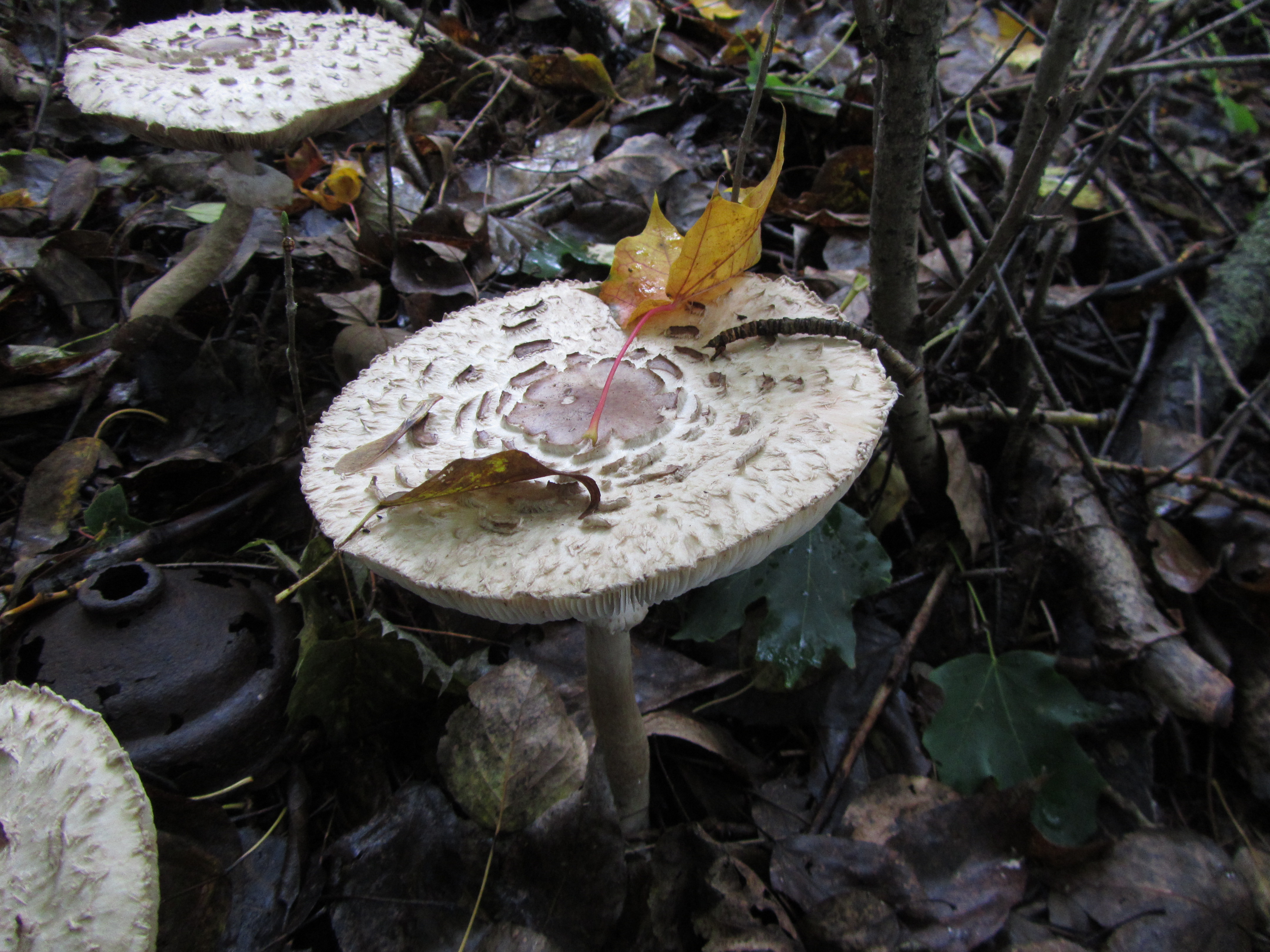 Téléchargez gratuitement l'image Champignon, Terre/nature sur le bureau de votre PC