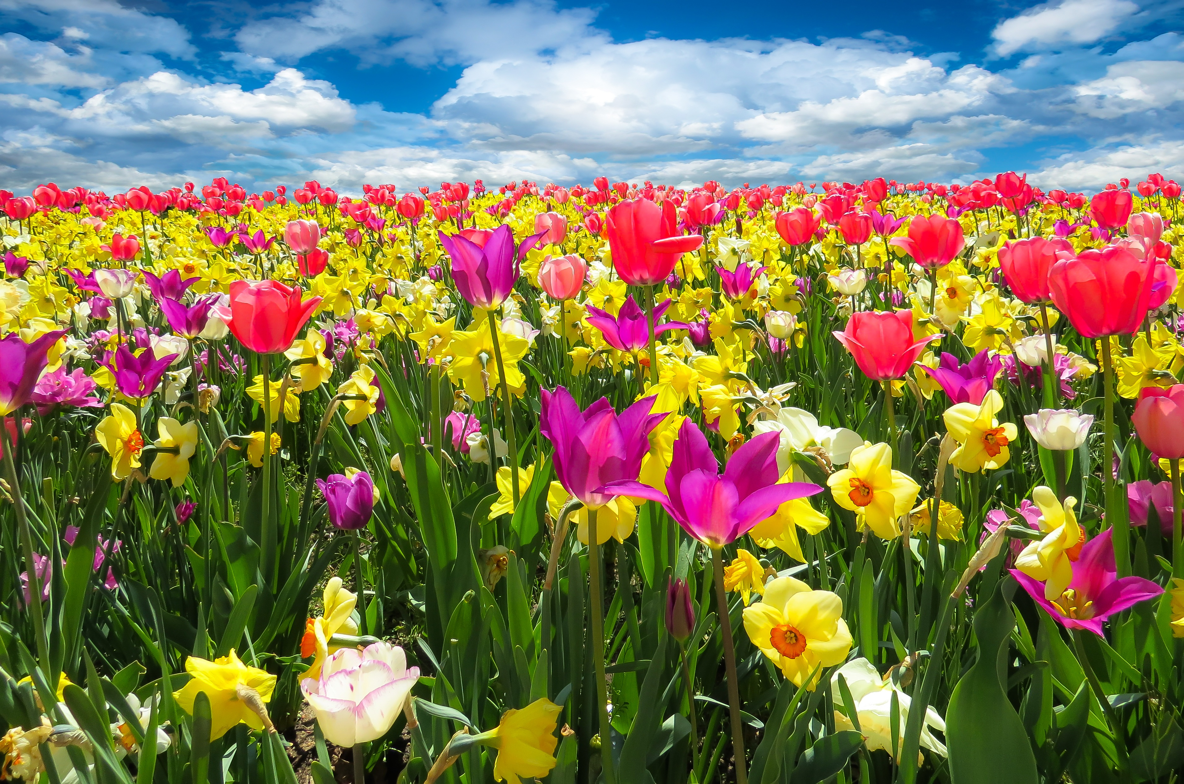 1525123画像をダウンロード春, 地球, チューリップ, 閉じる, カラフル, 色, 水仙, 分野, ピンクの花, 紫色の花, 黄色い花, フラワーズ-壁紙とスクリーンセーバーを無料で