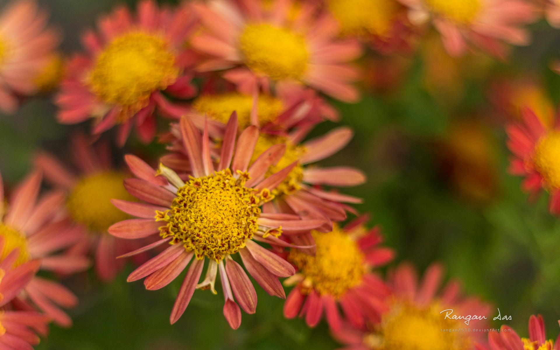 Handy-Wallpaper Blumen, Blume, Erde/natur kostenlos herunterladen.