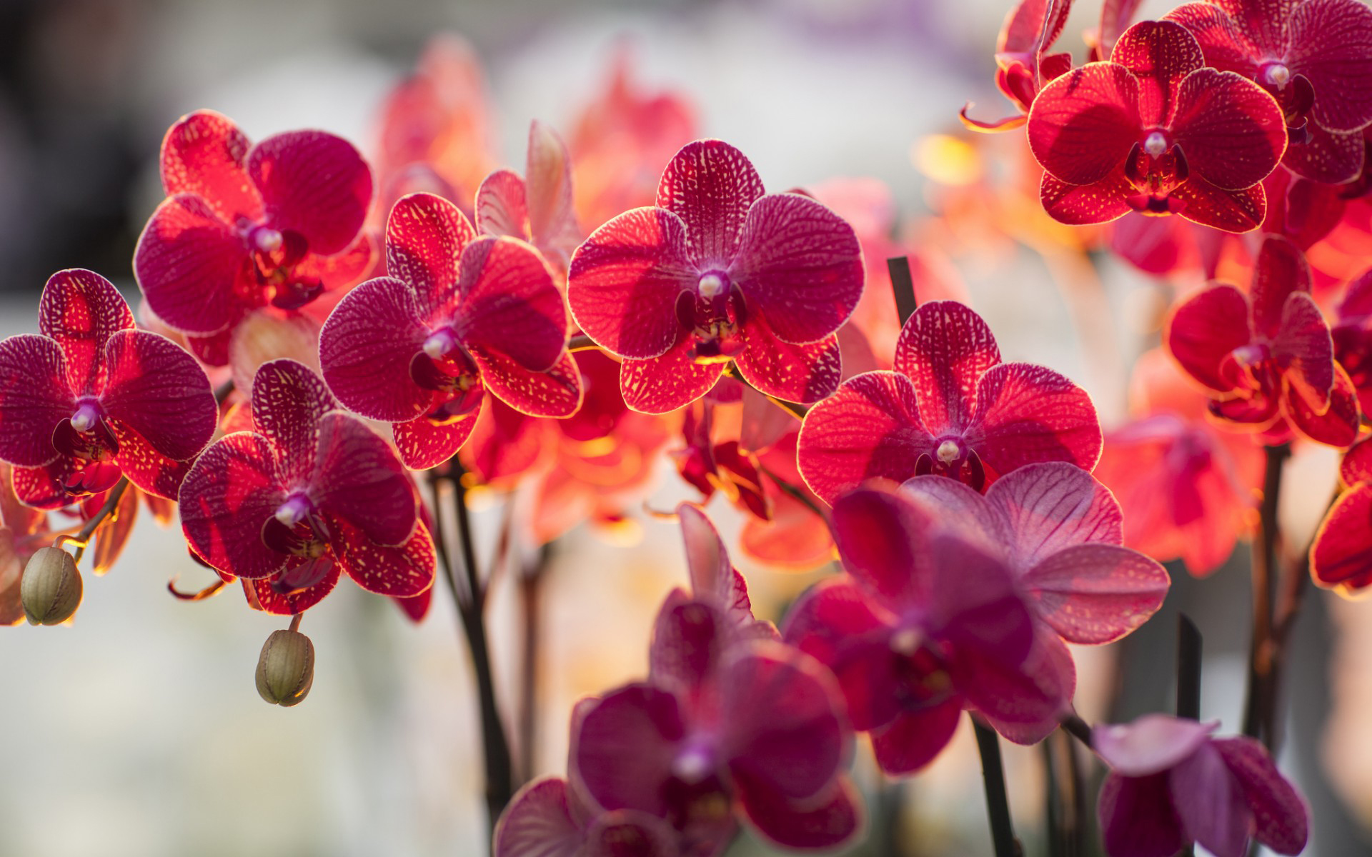 1477242 descargar fondo de pantalla orquídea, tierra/naturaleza, flor: protectores de pantalla e imágenes gratis