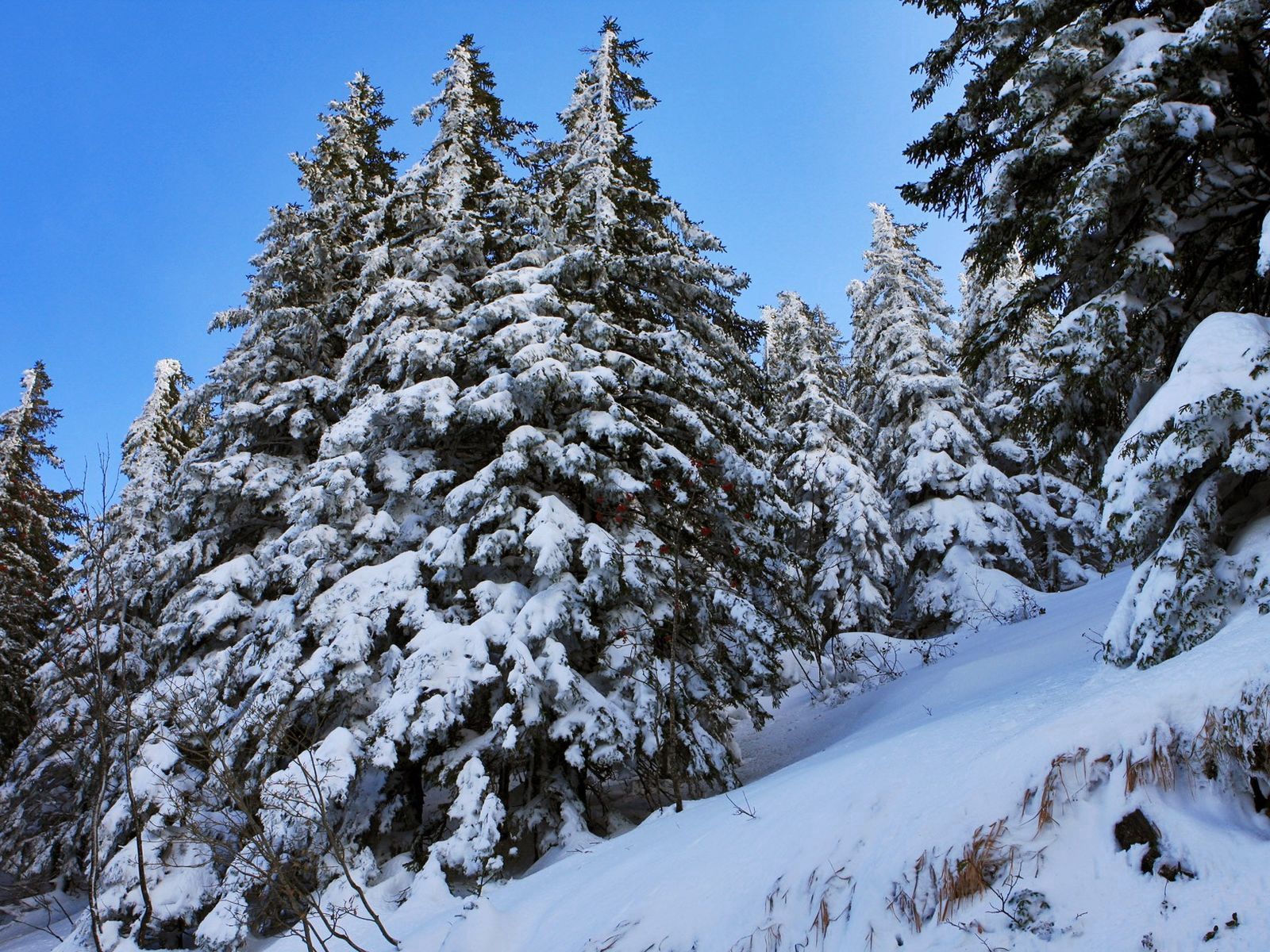 nature, snow, slope, ate Free Stock Photo
