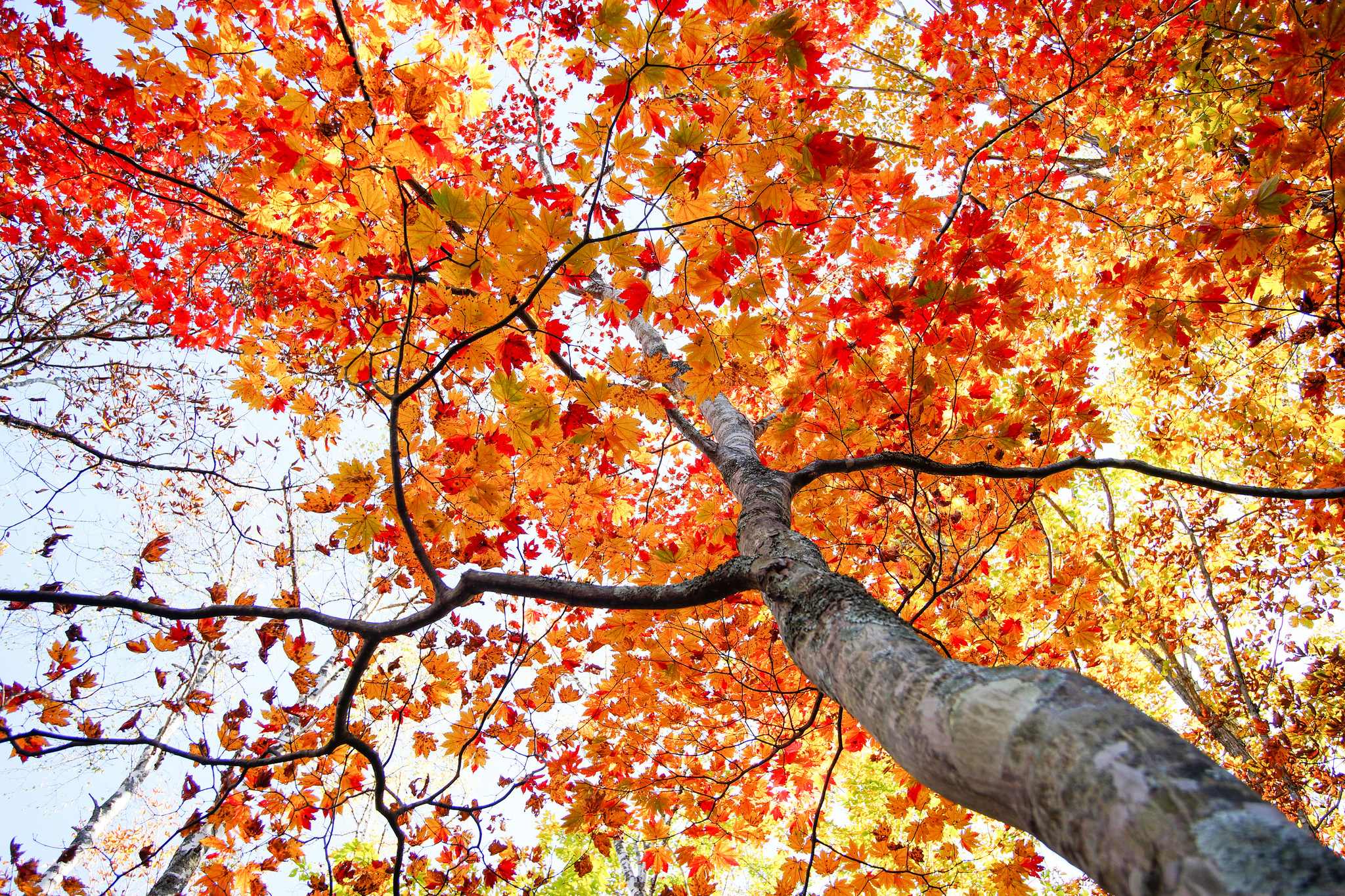 Handy-Wallpaper Natur, Bäume, Herbst, Baum, Ast, Erde/natur kostenlos herunterladen.
