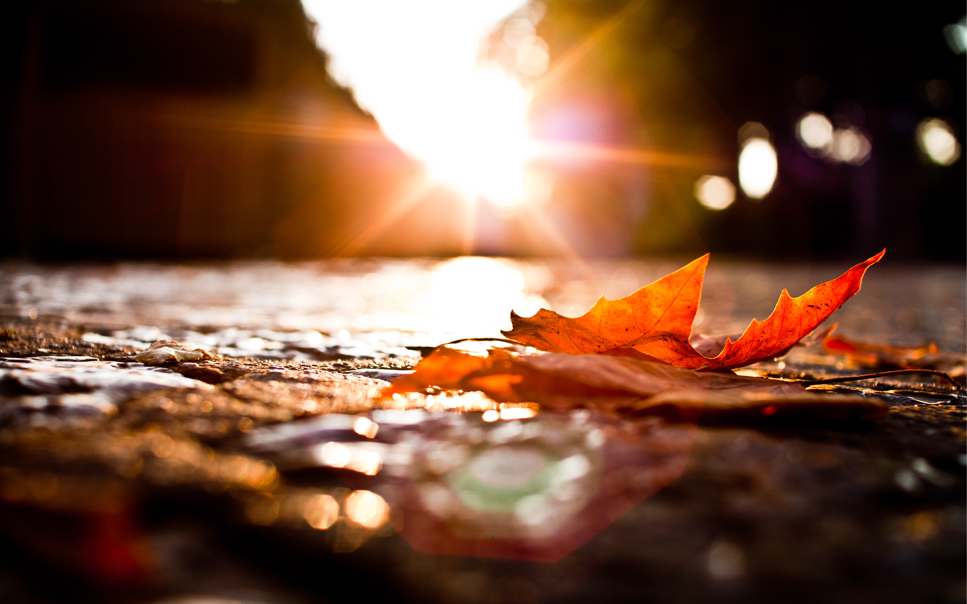 Descarga gratuita de fondo de pantalla para móvil de Otoño, Tierra/naturaleza.